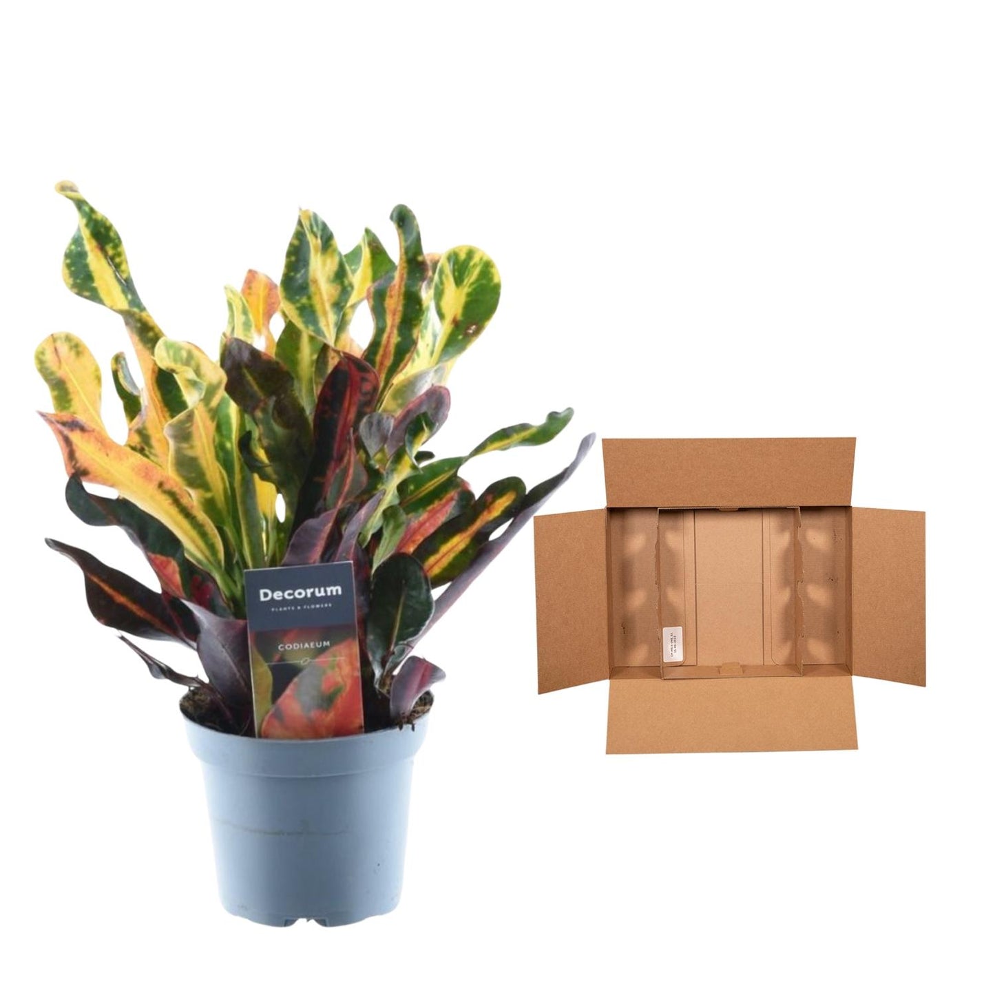 Codiaeum variegatum 'Mammi' – 30 cm – Ø12