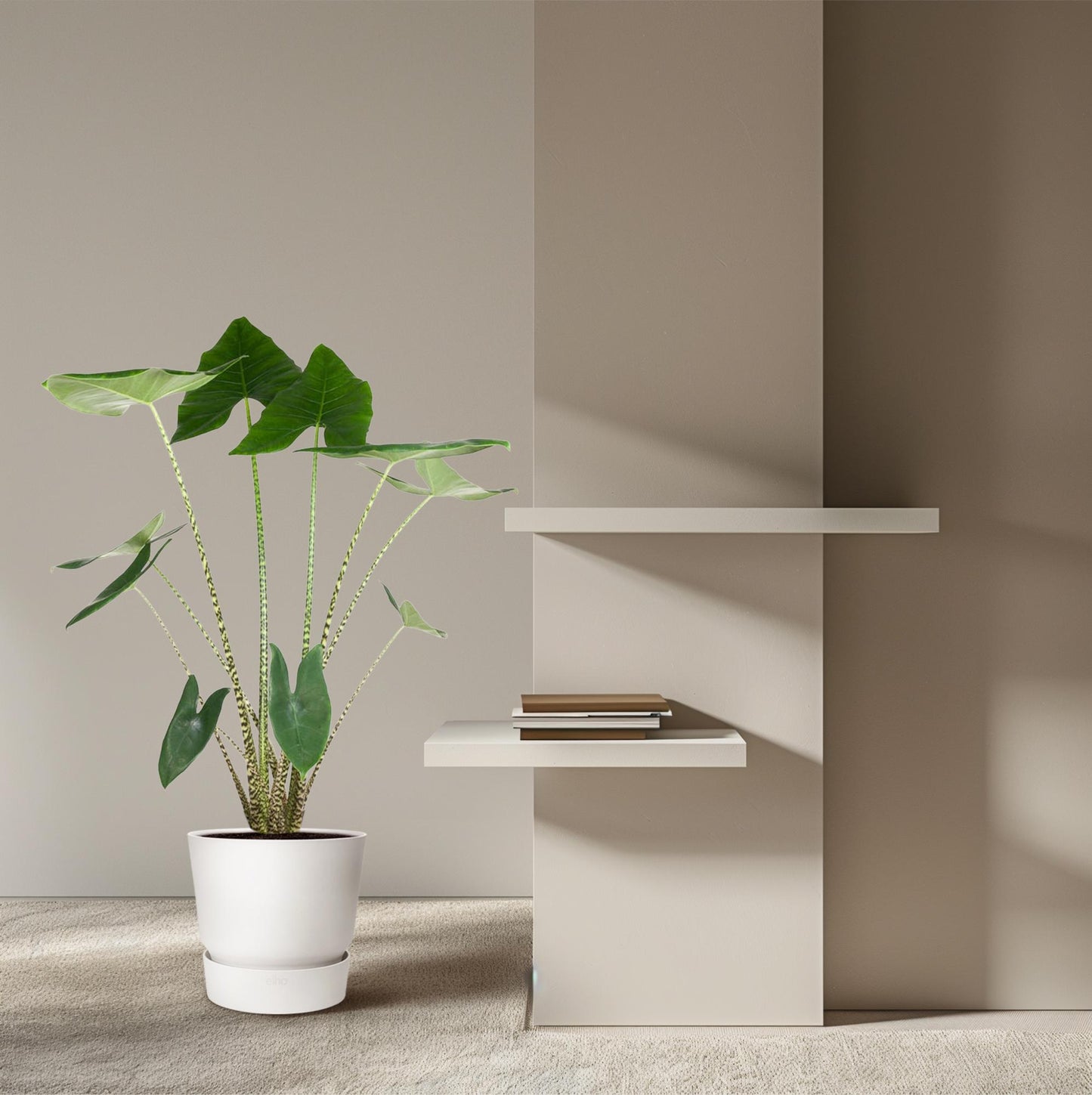 Alocasia Zebrina – 130 cm – Ø32