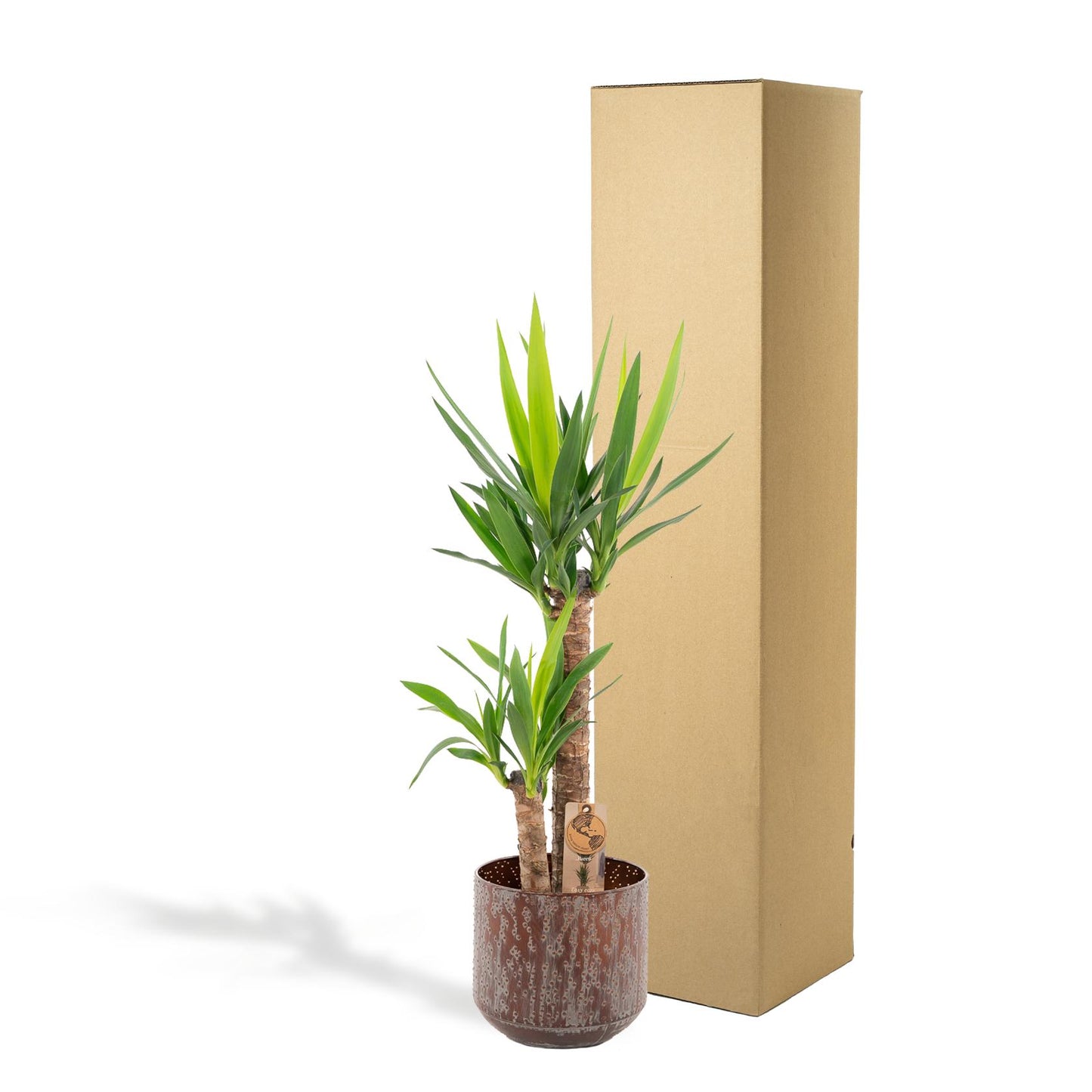 Yucca mit Topf – 100cm – Ø21cm