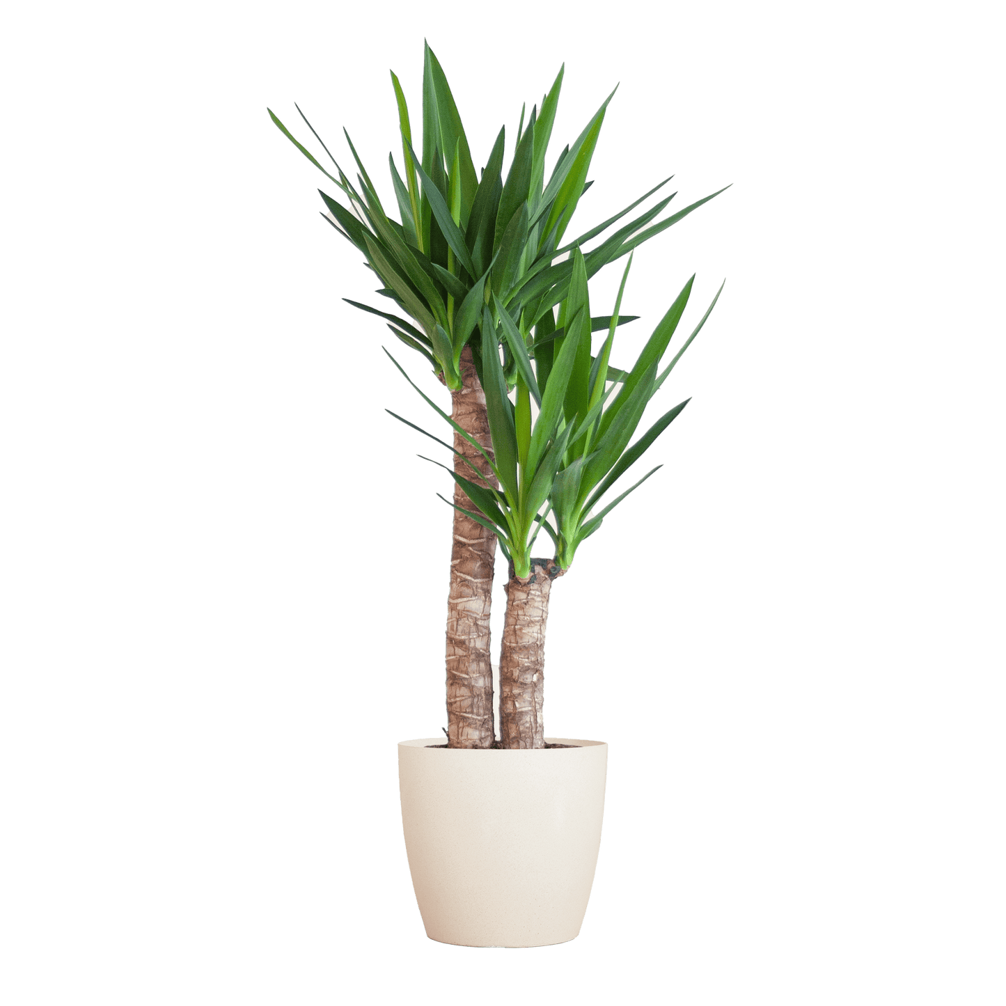 Yucca Elephantipes mit Viber weiß - 90cm - Ø21 - Botanic-Vibes