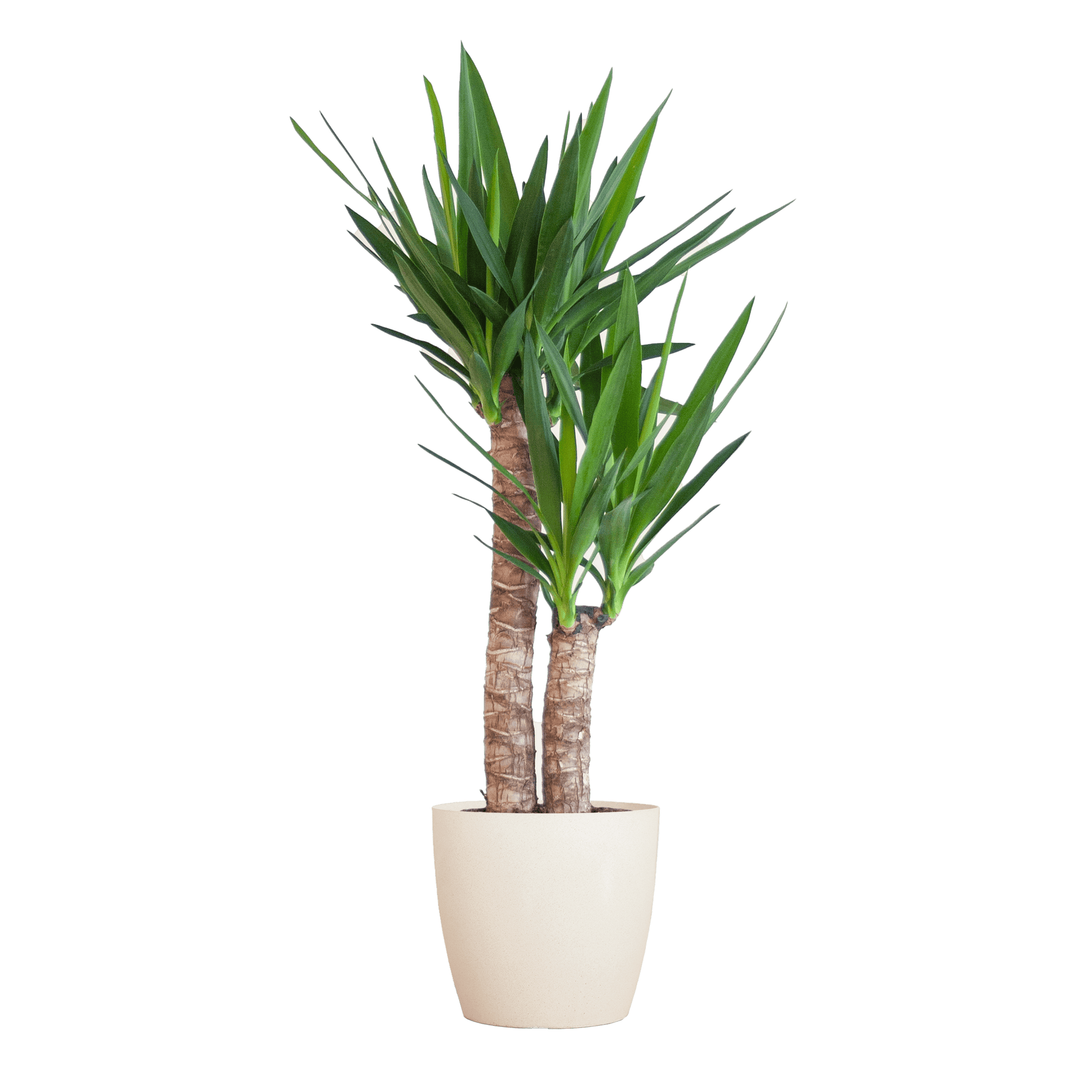 Yucca Elephantipes mit Viber weiß - 90cm - Ø21 - Botanic-Vibes