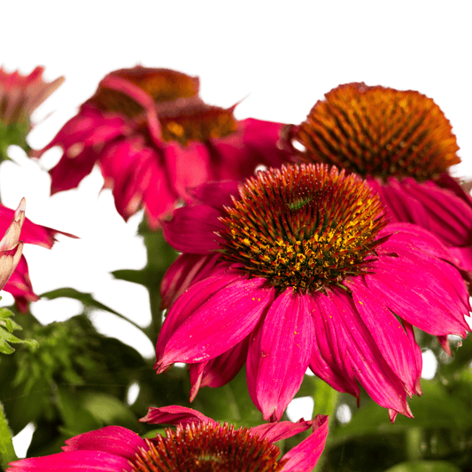 Echinacea purpurea Purple Ø19cm - ↕60 - 70cm - Botanic-Vibes