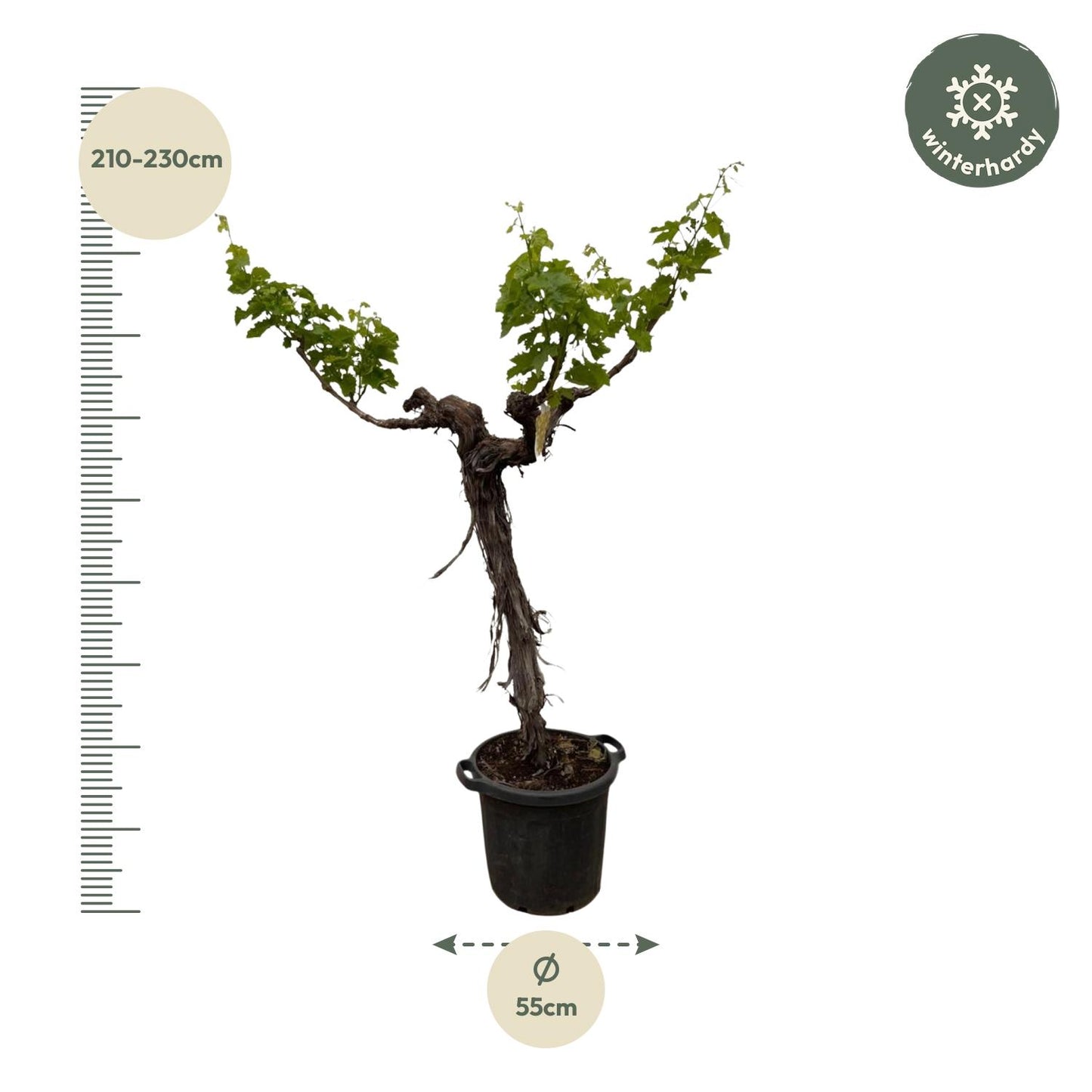 Weinbaum (Vitis vinifera) verzweigter Stamm – 220 cm – Ø55