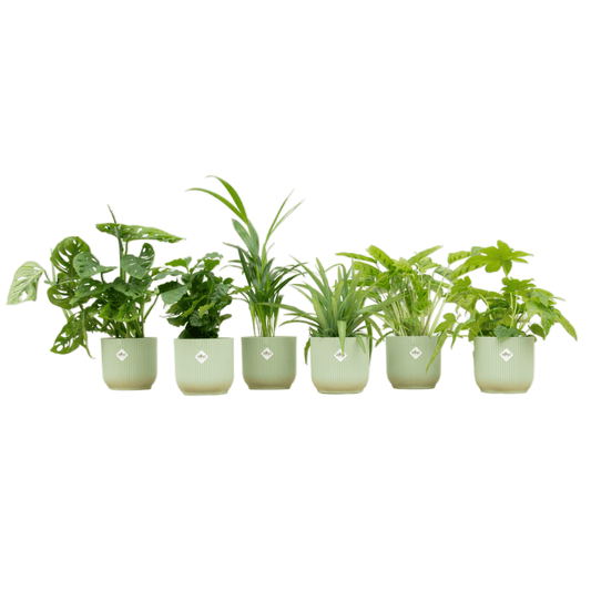 Überraschungsbox – 6 pflanzen inkl. elho vibes fold round Ø14 sorbetgrün - Botanic-Vibes