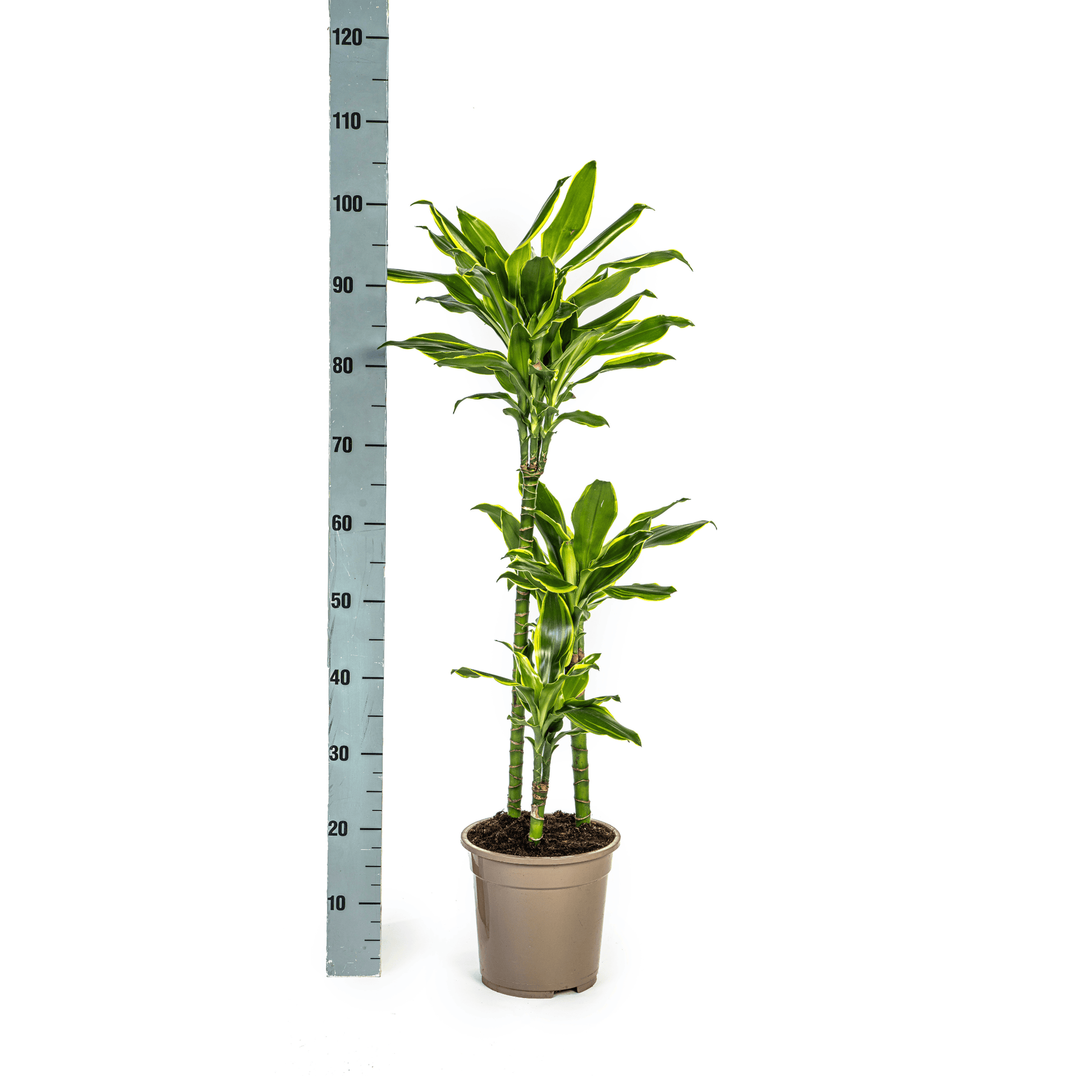 Dracaena Fragrans Golden Coast Ø21cm - ↕90 - 110cm - Botanic-Vibes