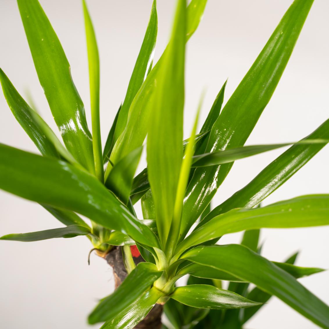 2x Yucca – 90cm – Ø17cm