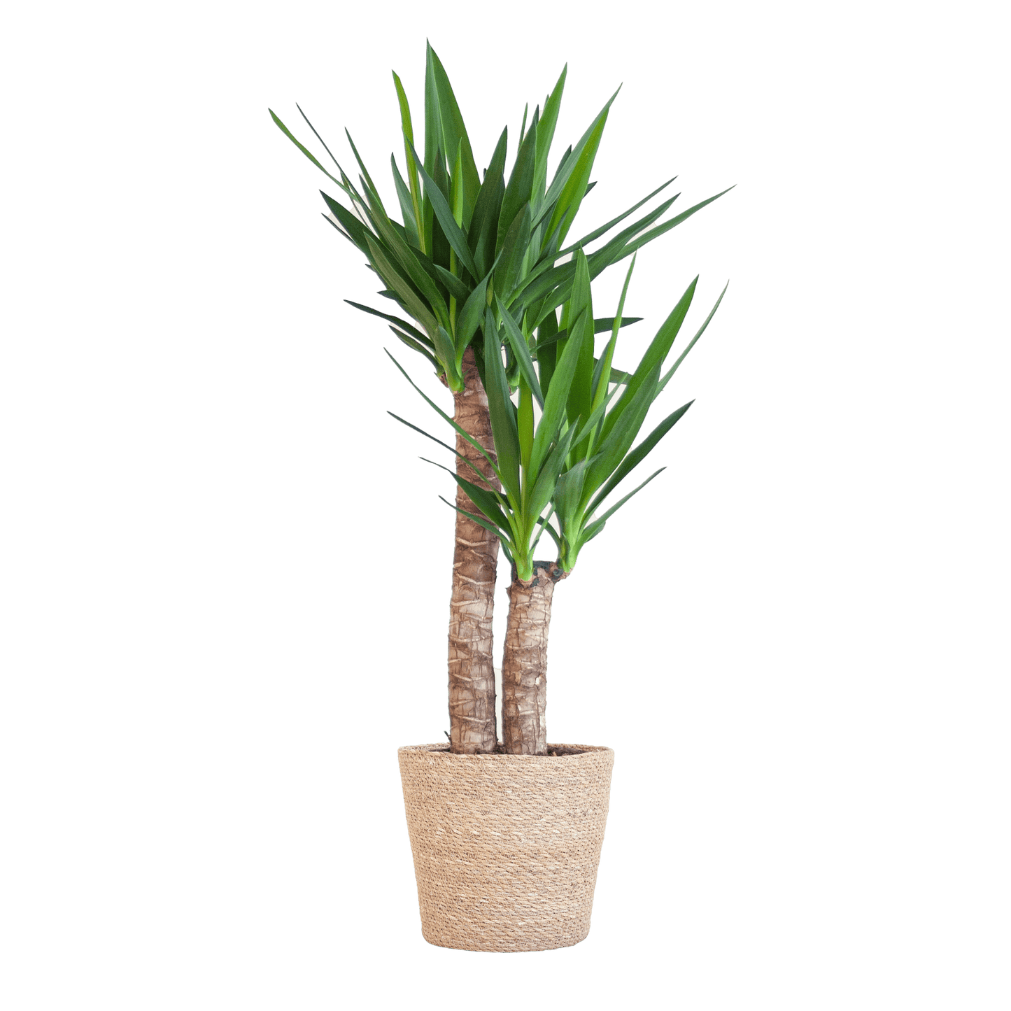 Yucca Elephantipes mit Sofia-Korb natur - 90cm - Ø21 - Botanic-Vibes
