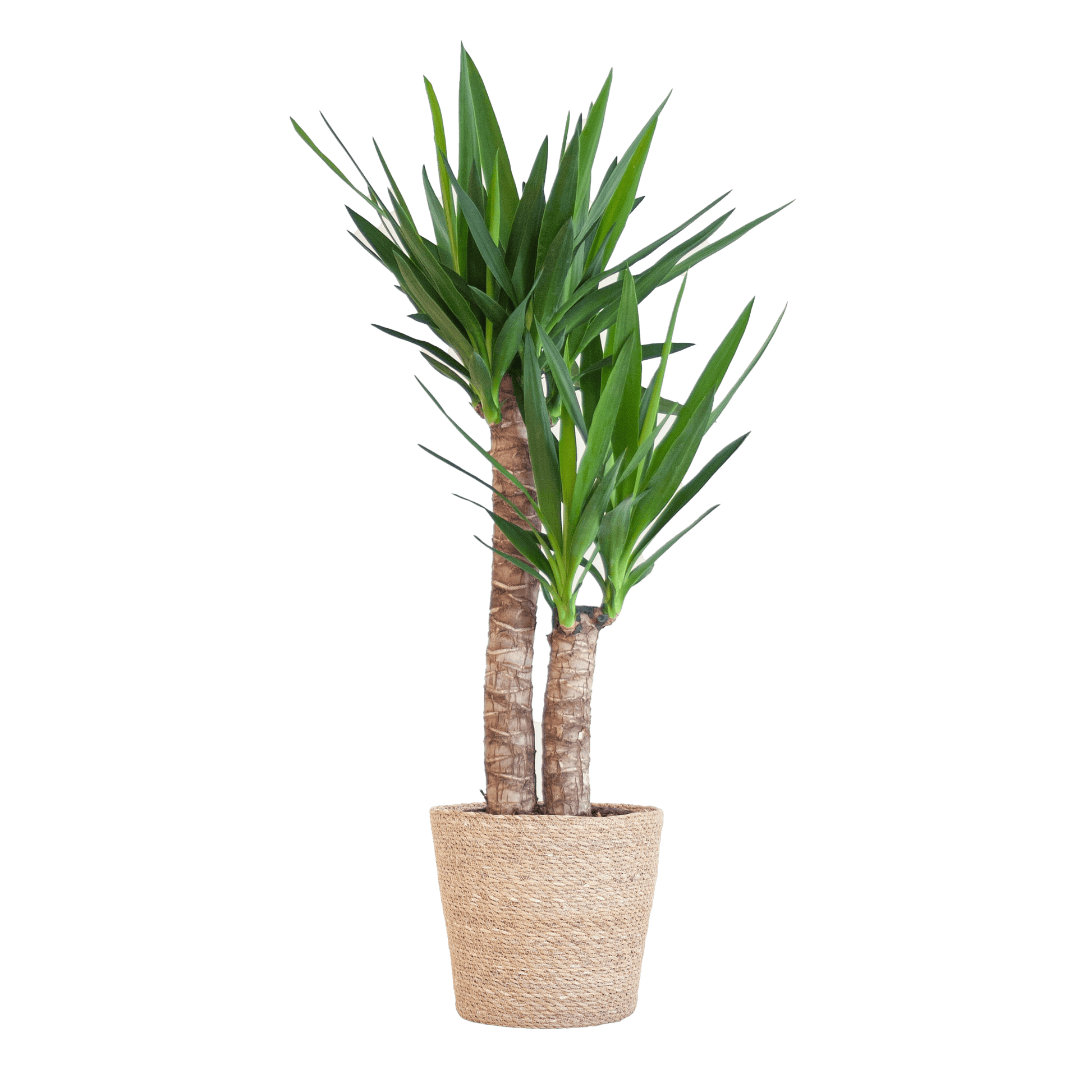 Yucca Elephantipes mit Sofia-Korb natur - 90cm - Ø21 - Botanic-Vibes