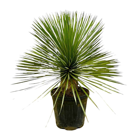 Yucca Rostrata op stam – 70 cm – Ø27 - Botanic-Vibes