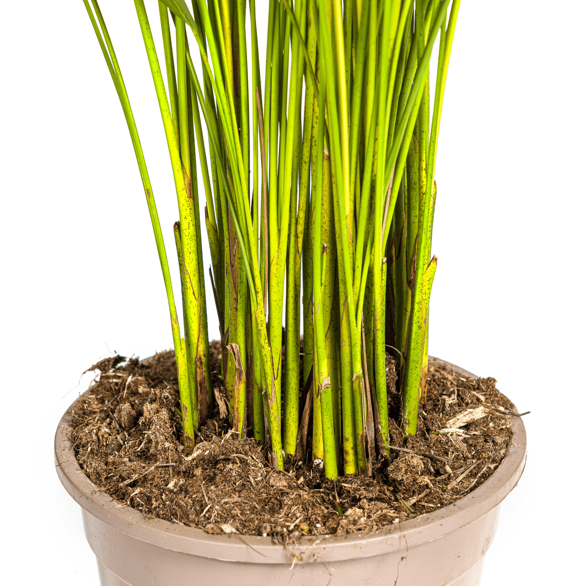 Dypsis Areca Lutescens Ø21cm - ↕100 - 120cm - Botanic-Vibes