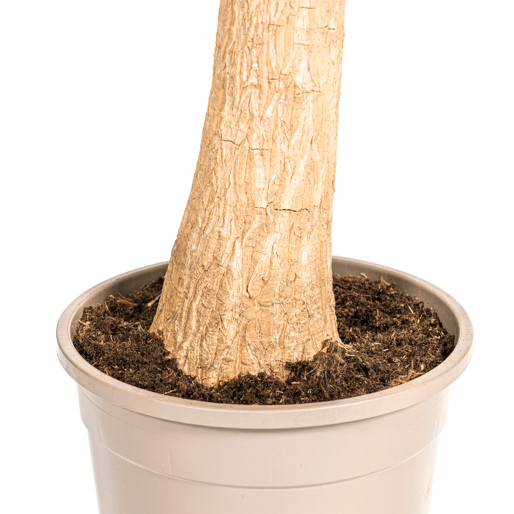 Beaucarnea Recurvata Stam Ø24cm - ↕80 - 100cm - Botanic-Vibes