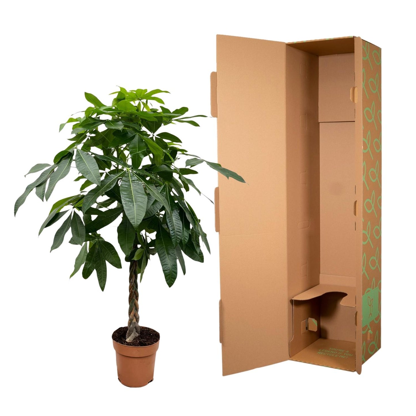 Pachira aquatica – 170 cm – Ø27