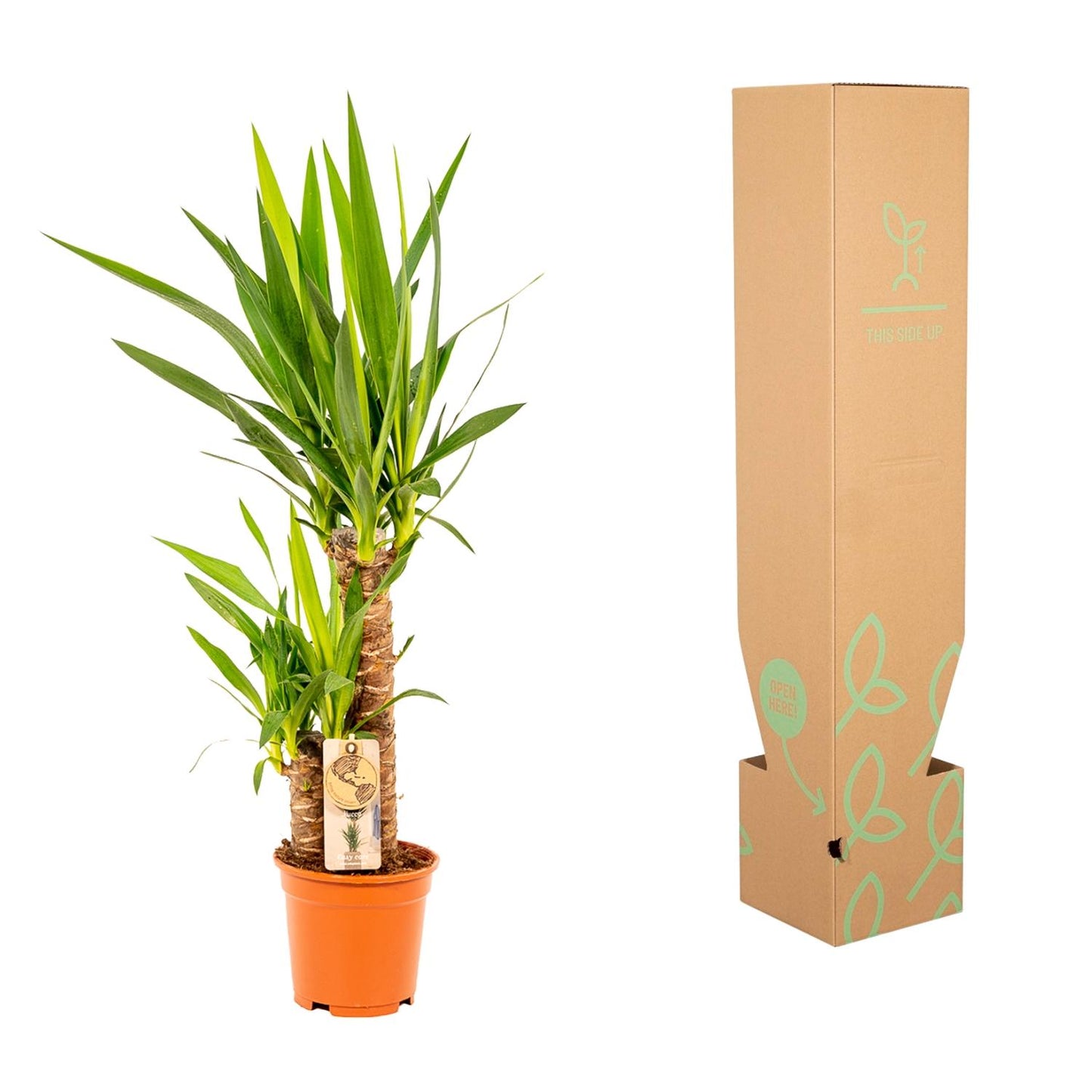 Yucca – Ø17cm – 90cm