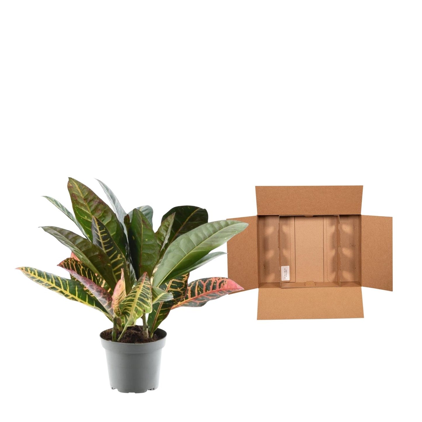 Codiaeum variegatum 'Petra' – 30 cm – Ø12