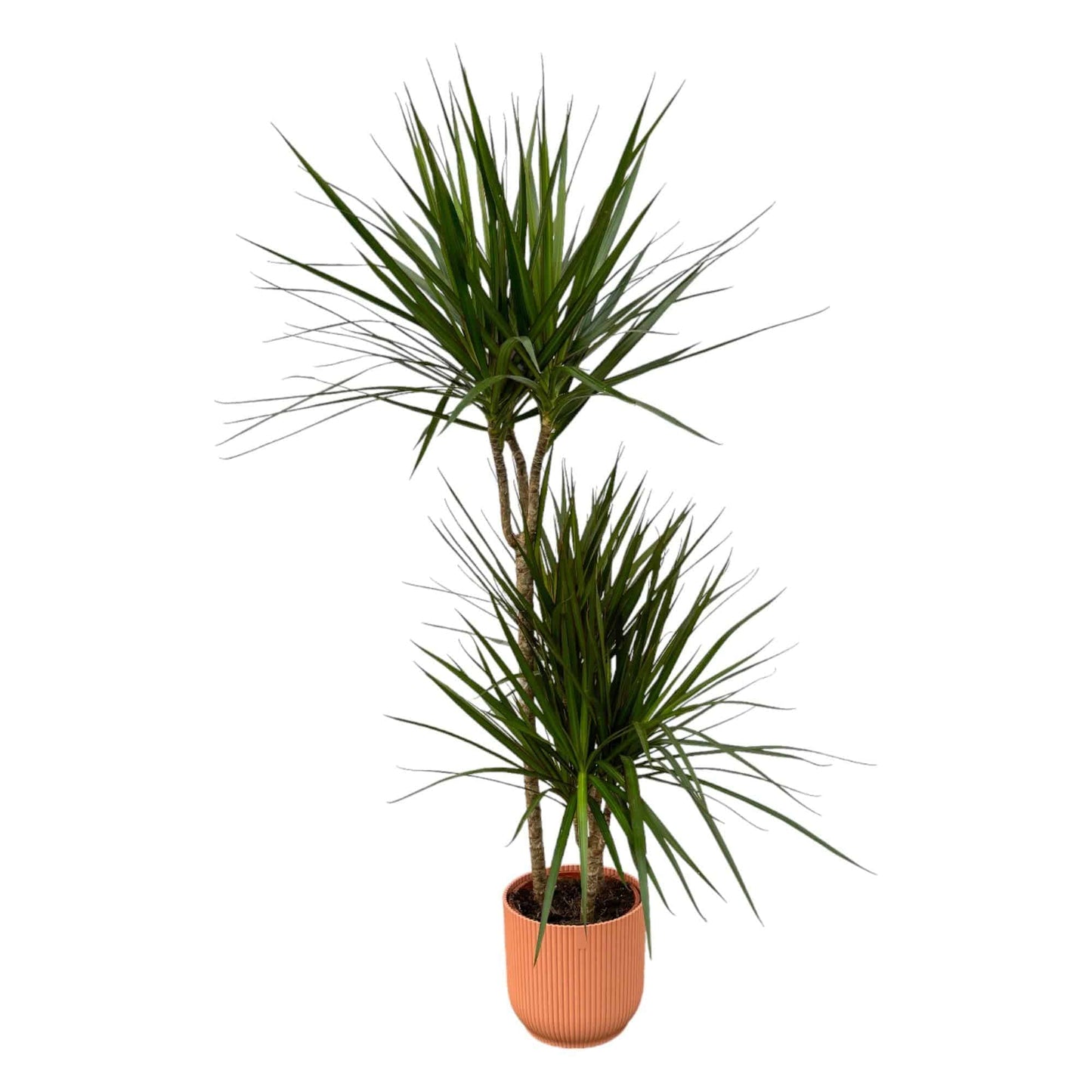 Dracaena Marginata – 120 cm – Ø21 inkl. elho Vibes Fold Round Rosa D22×H20 - Botanic-Vibes