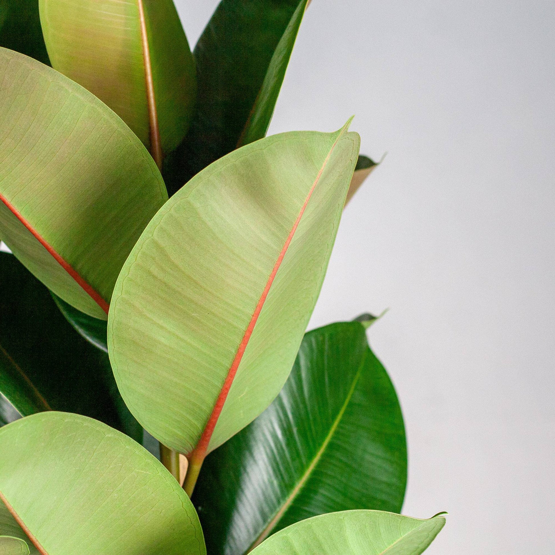 Ficus Elastica Robusta XL mit Korb Torun - 90cm - Ø27 - Botanic-Vibes