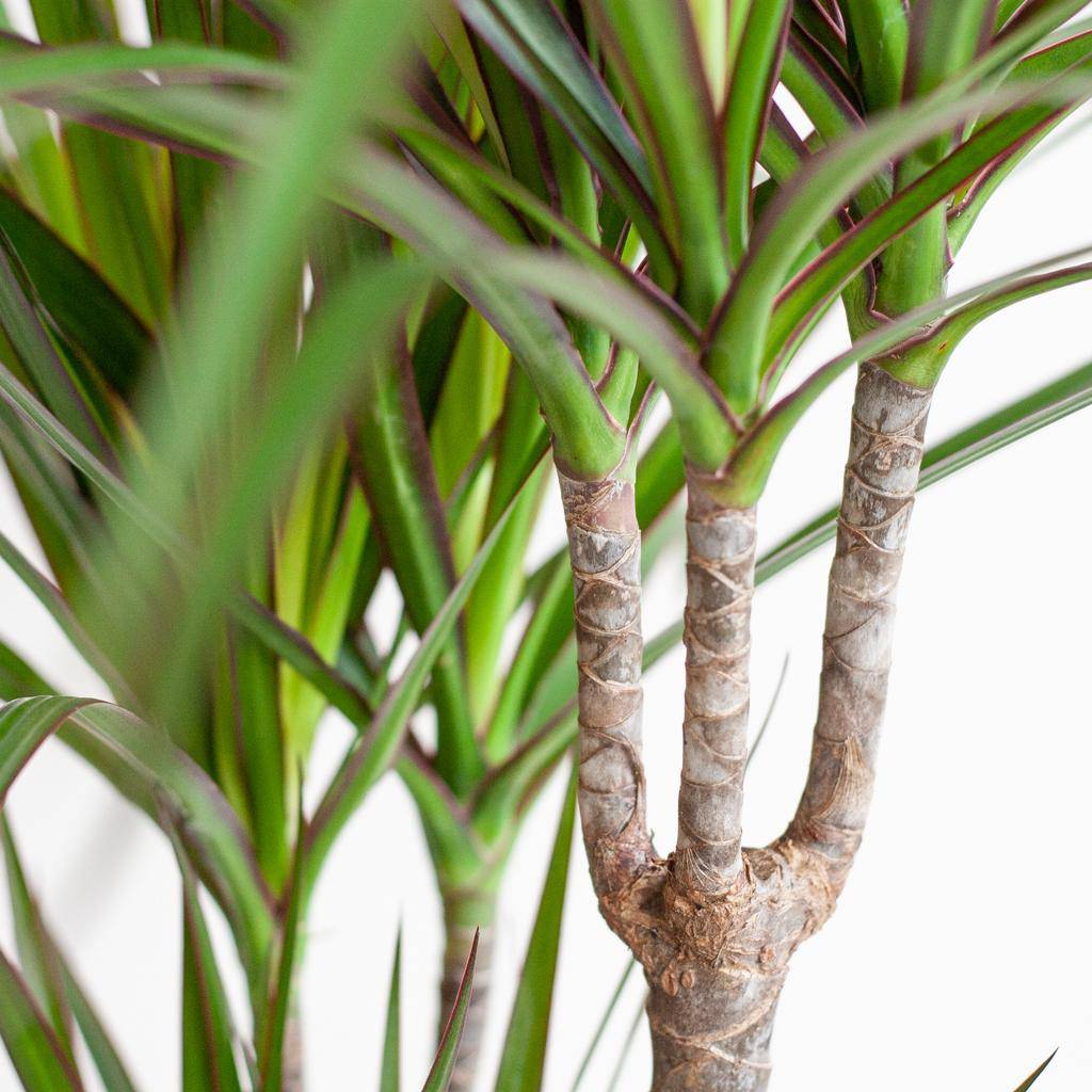 Dracaena Marginata mit Lissabon Schwarz Korb - 95cm - Ø21 - Botanic-Vibes