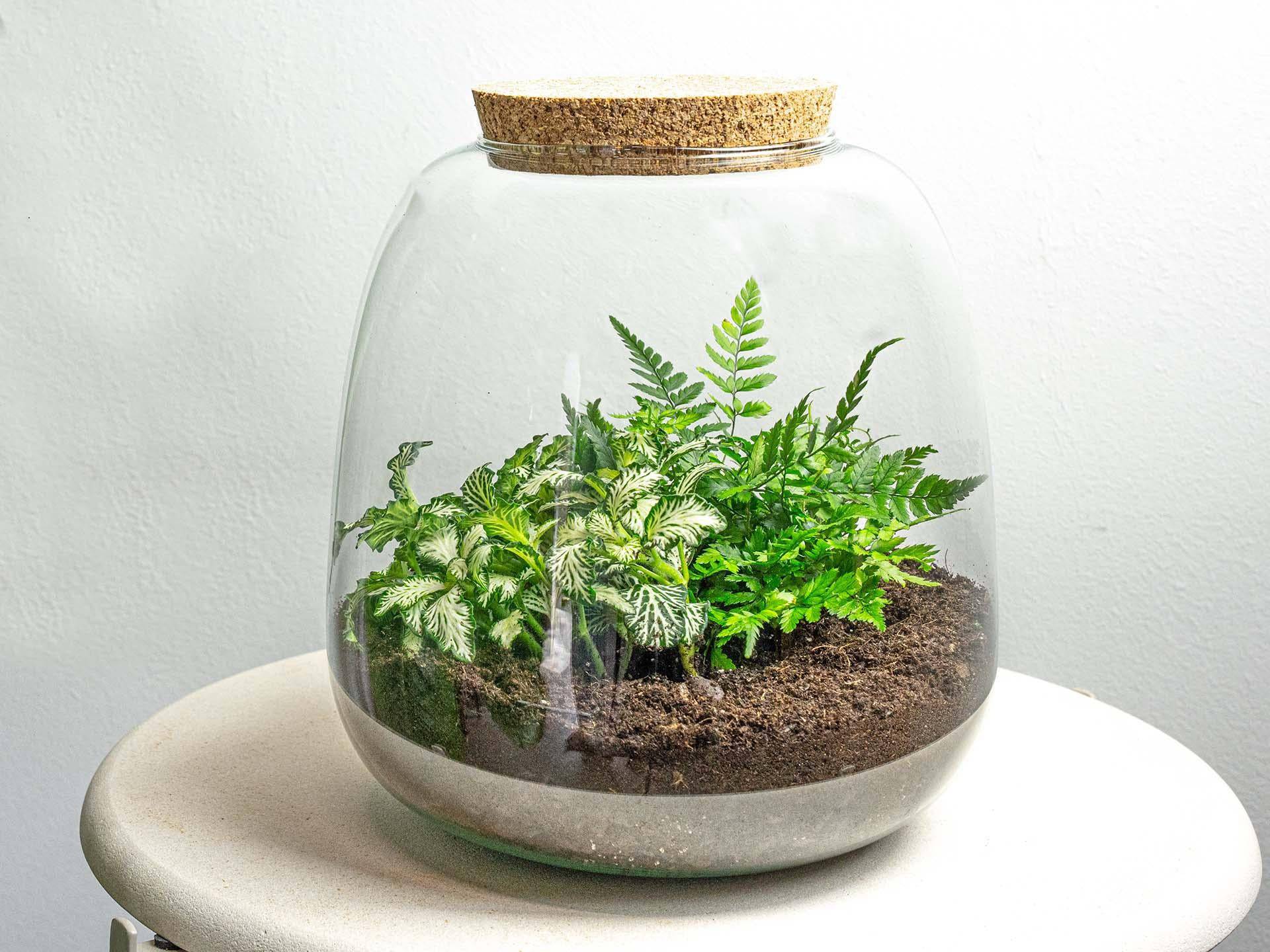 Pflanzterrarium „Emma Mini“ – DIY-Set – 20 cm – Ø19 cm – Fittonia White Tiger - Botanic-Vibes
