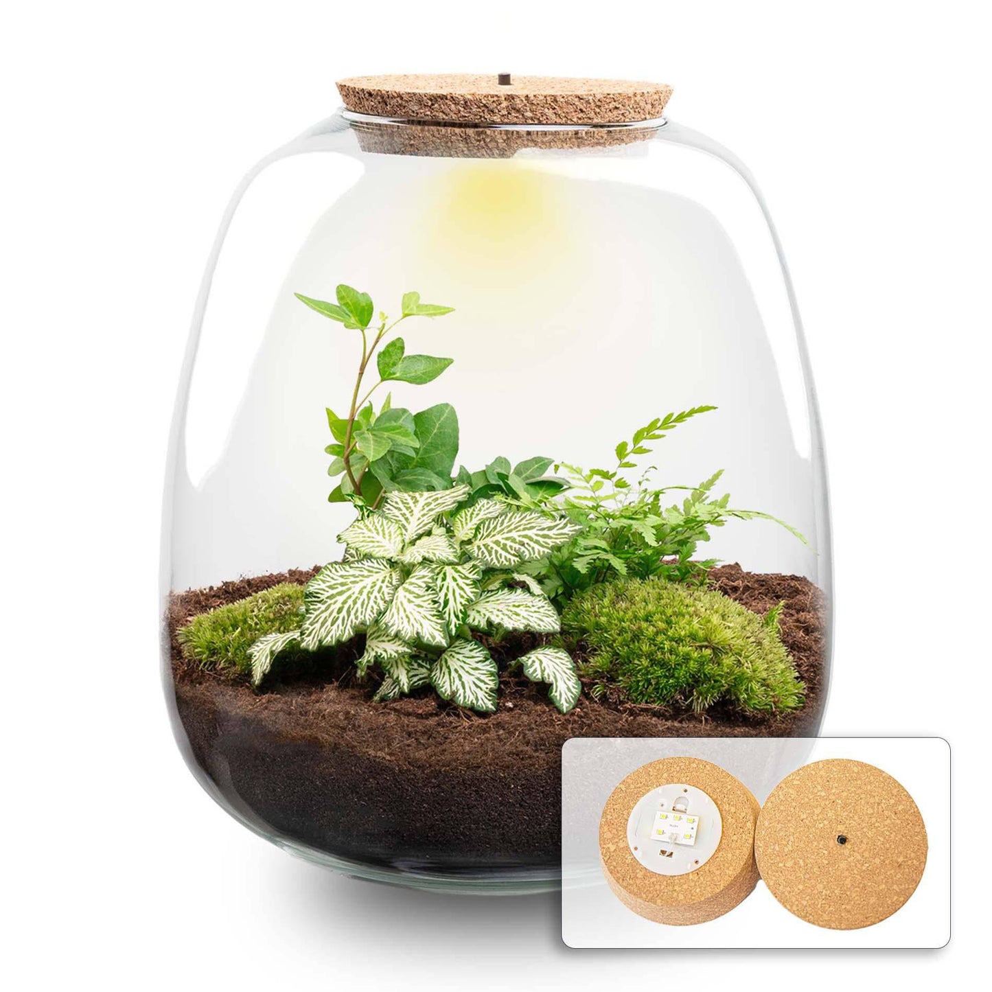 Pflanzterrarium „Emma“ – DIY-Set – 25 cm – Ø23 cm – Fittonia White Tiger + LED - Botanic-Vibes