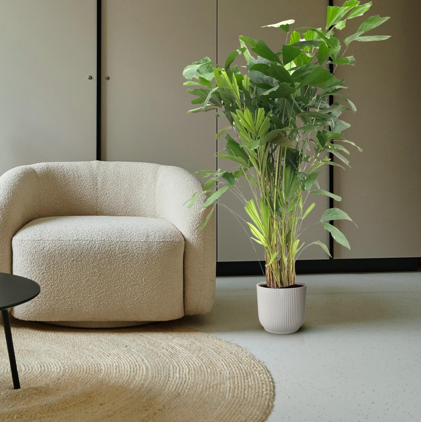 Caryota mitis – 160 cm – Ø24