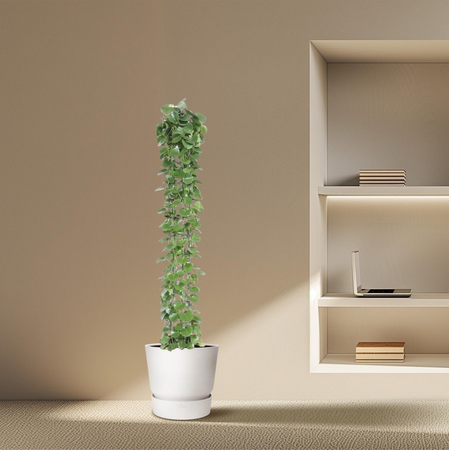 Cissus rotundifolia mit Rankgitter – 160 cm – Ø27