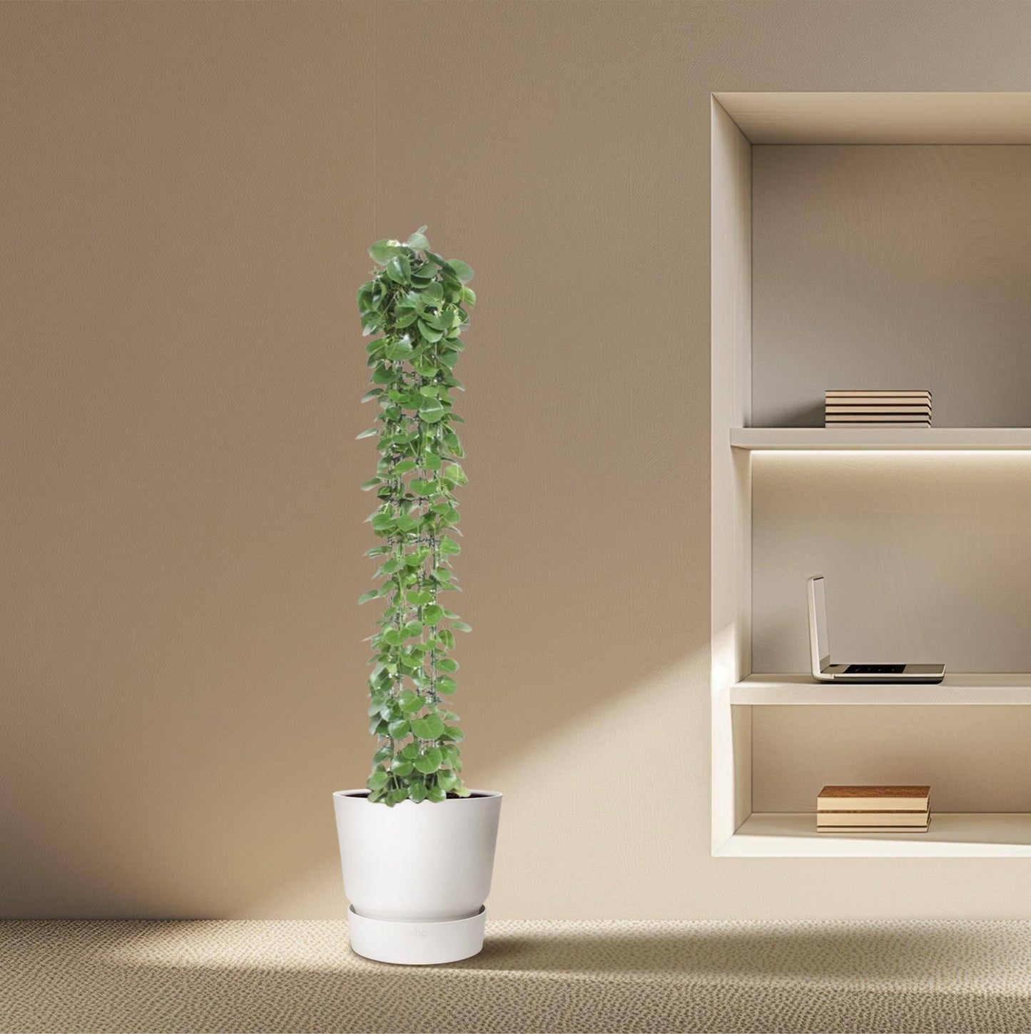 Cissus rotundifolia mit Rankgitter – 160 cm – Ø27 - Botanic-Vibes