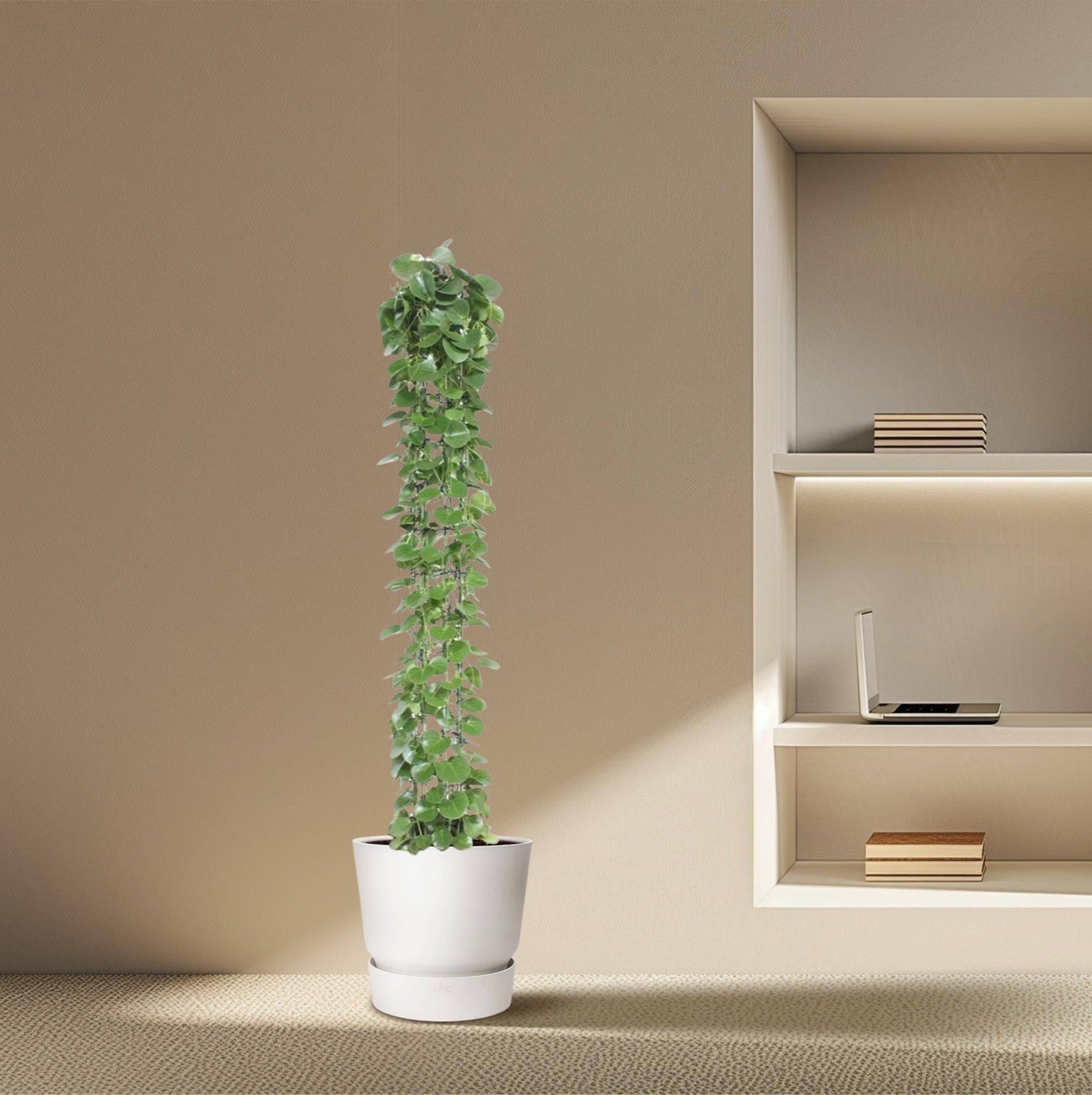 Cissus rotundifolia mit Rankgitter – 160 cm – Ø27 - Botanic-Vibes