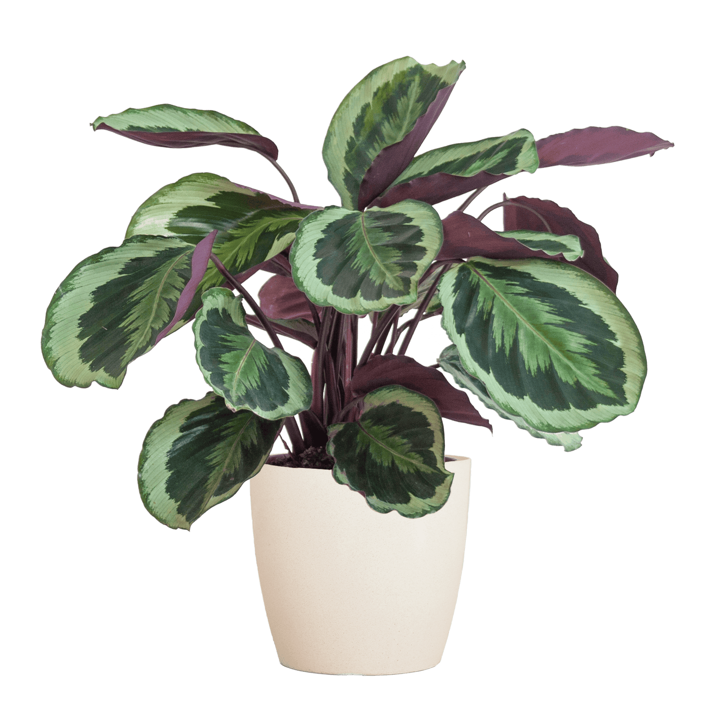 Calathea Medaillon mit Viber Weiß - 65cm - Ø21 - Botanic-Vibes