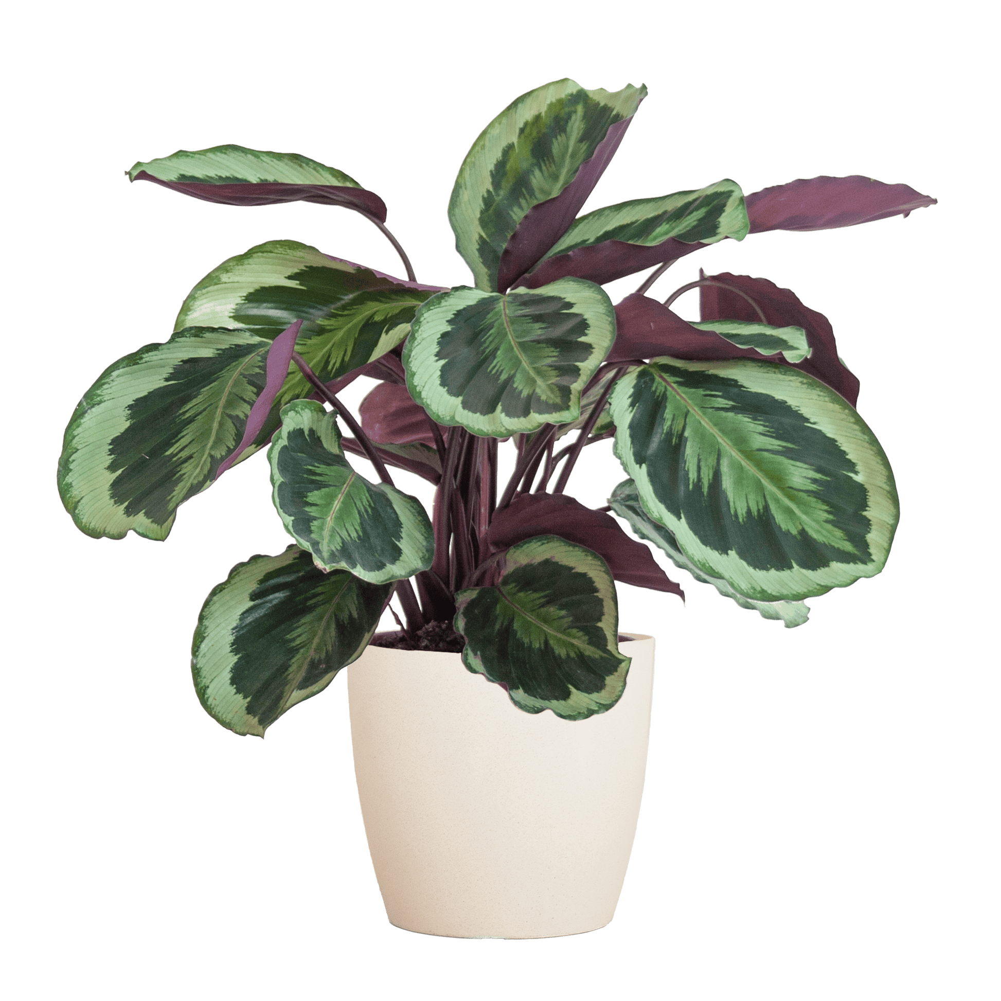 Calathea Medaillon mit Viber Weiß - 65cm - Ø21 - Botanic-Vibes