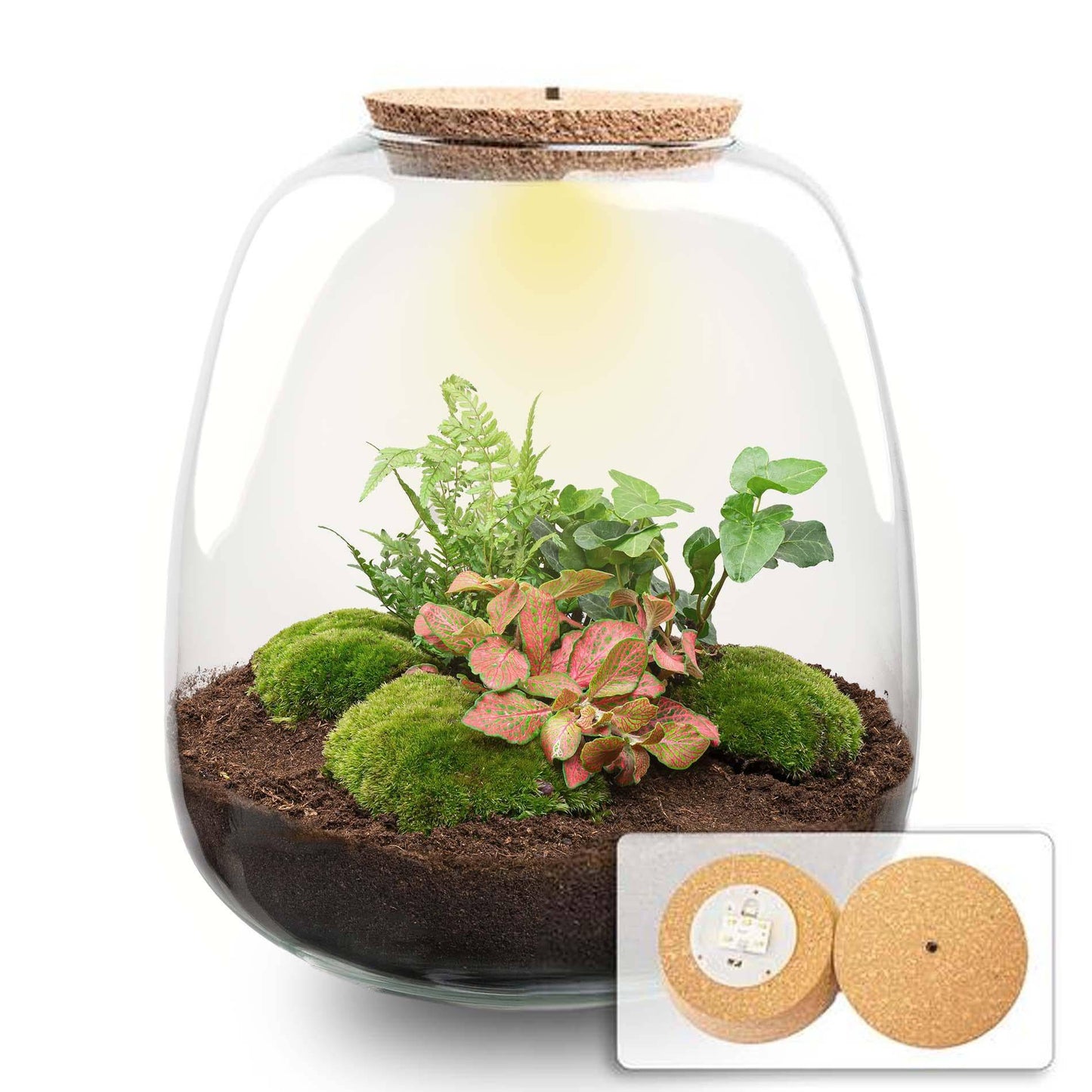 Pflanzterrarium „Emma“ – DIY-Set – 25 cm – Ø23 cm – Hedera Red + LED - Botanic-Vibes