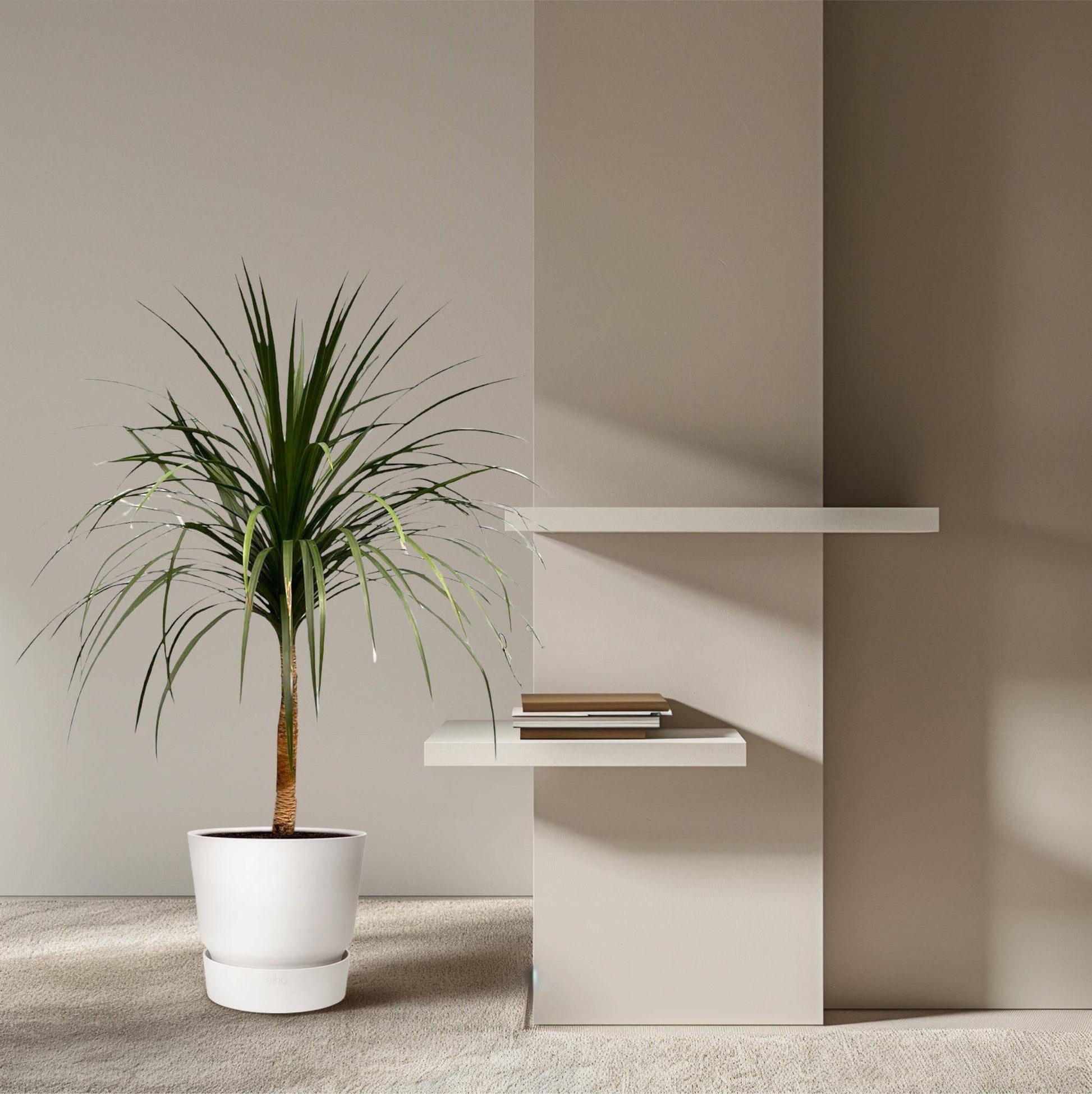 Dracaena draco – 120 cm – ø30 - Botanic-Vibes