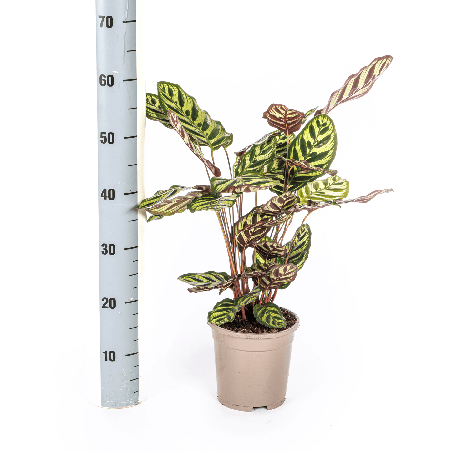 Calathea Makoyana Ø17cm - ↕40 - 50cm - Botanic-Vibes