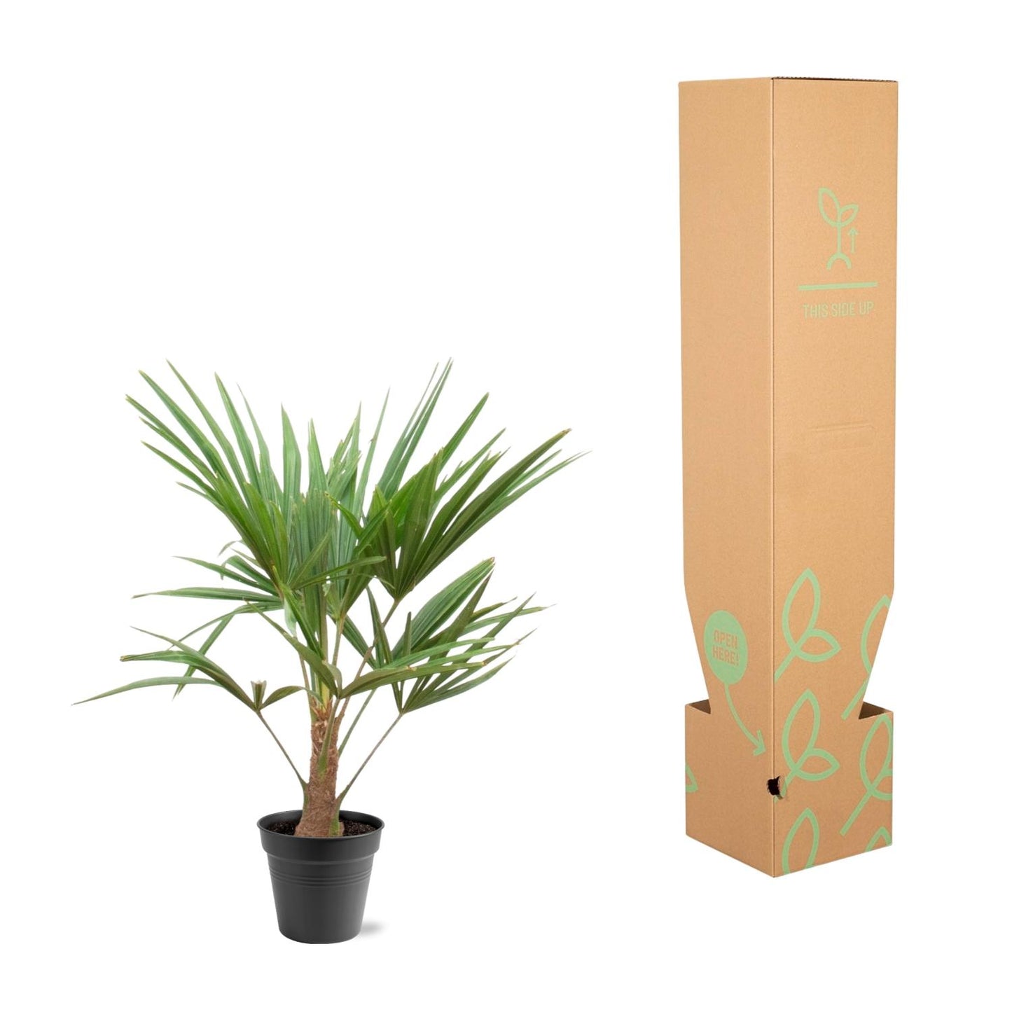 Trachycarpus fortunei – 90–100cm – Ø21