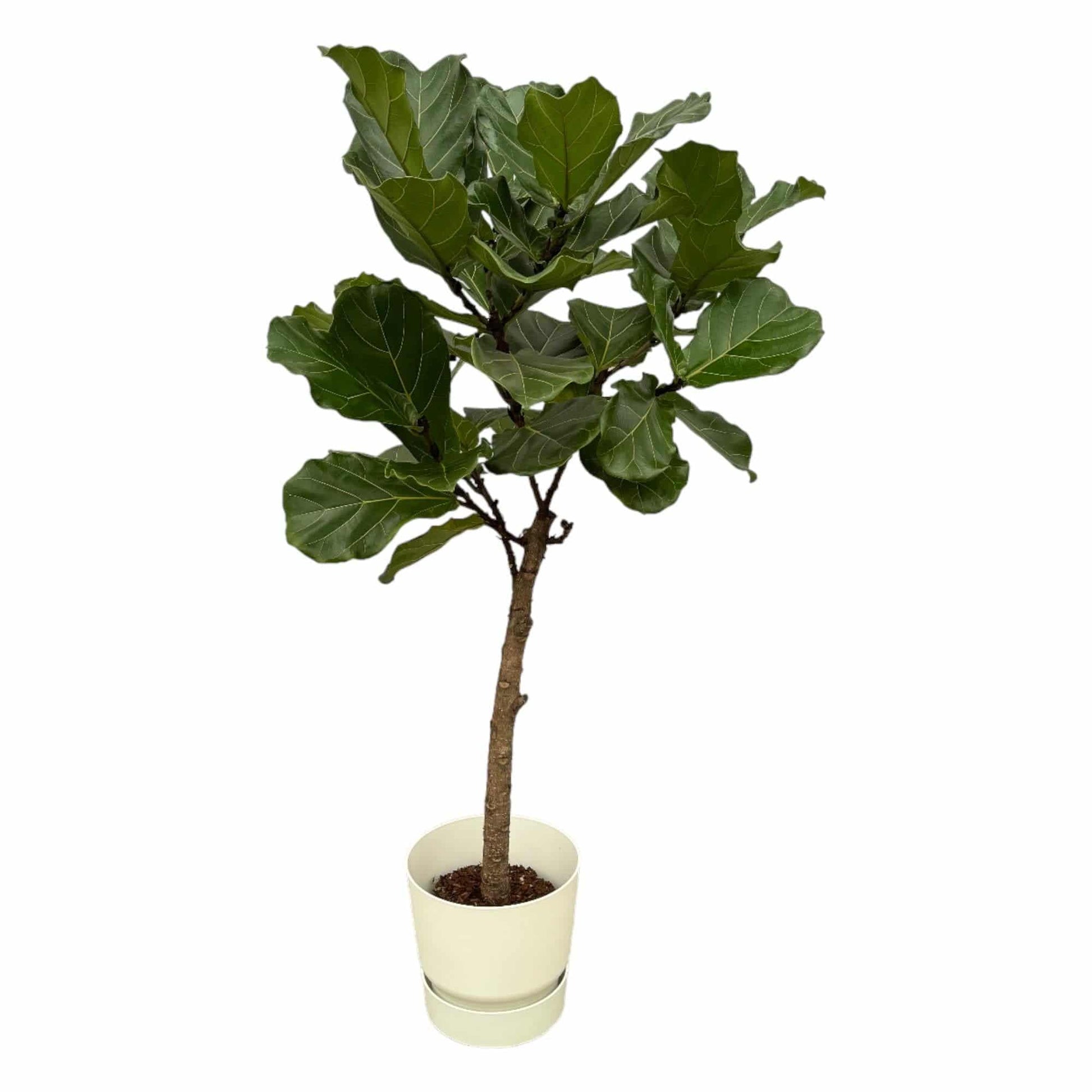 Ficus Lyrata Stamm inkl. elho Greenville Round Weiß – 160 cm – Ø30 - Botanic-Vibes