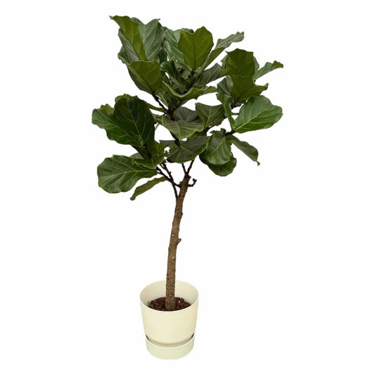 Ficus Lyrata Stamm inkl. elho Greenville Round Weiß – 160 cm – Ø30 - Botanic-Vibes
