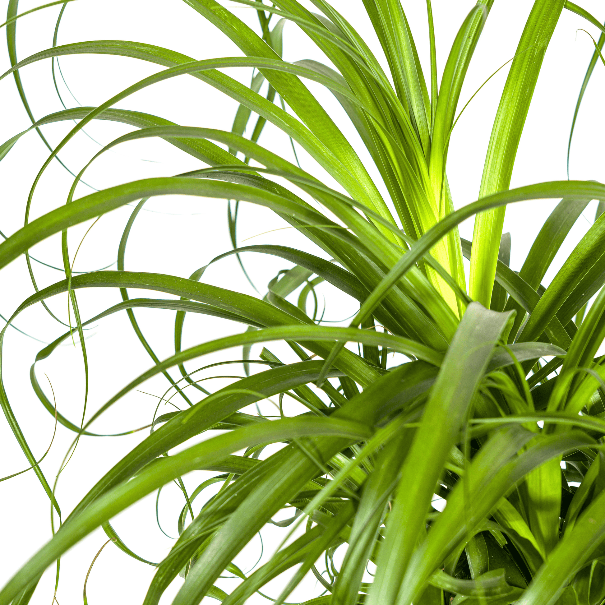 Beaucarnea Recurvata Stam Ø24cm - ↕80 - 100cm - Botanic-Vibes