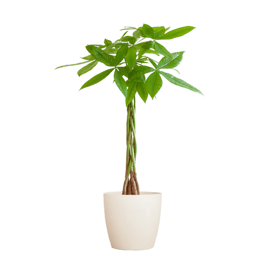 Pachira Aquatica mit Viber Weiß - 80cm - Ø21 - Botanic-Vibes