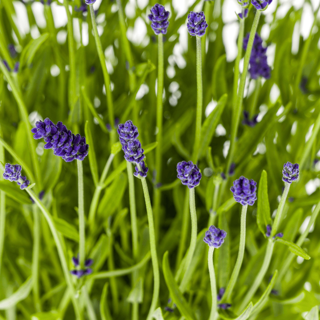 2x Lavandula angustifolia Ø19cm - ↕40 - 50cm - Botanic-Vibes