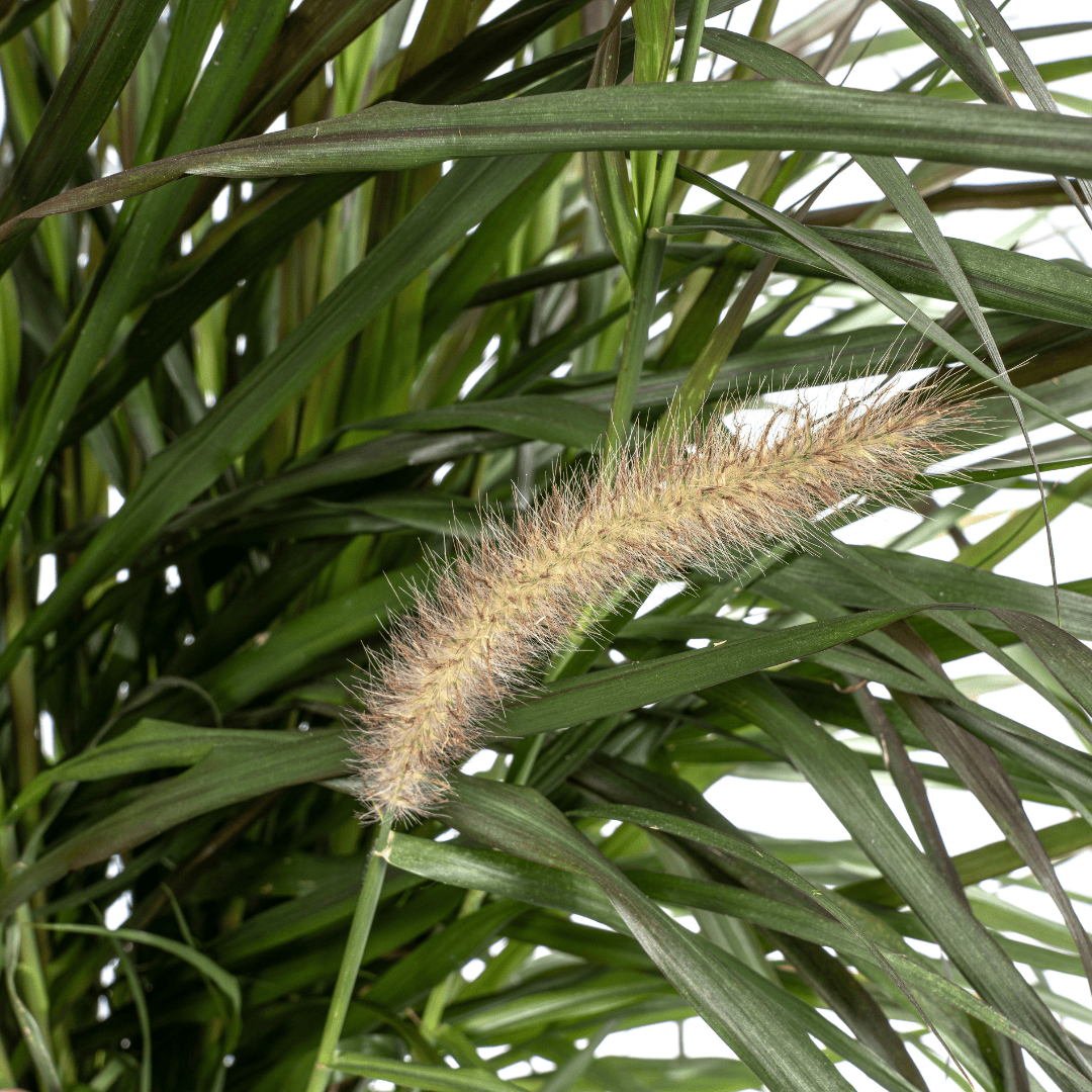 Pennisetum x advena Chelsea Ø27cm - ↕70 - 80cm - Botanic-Vibes