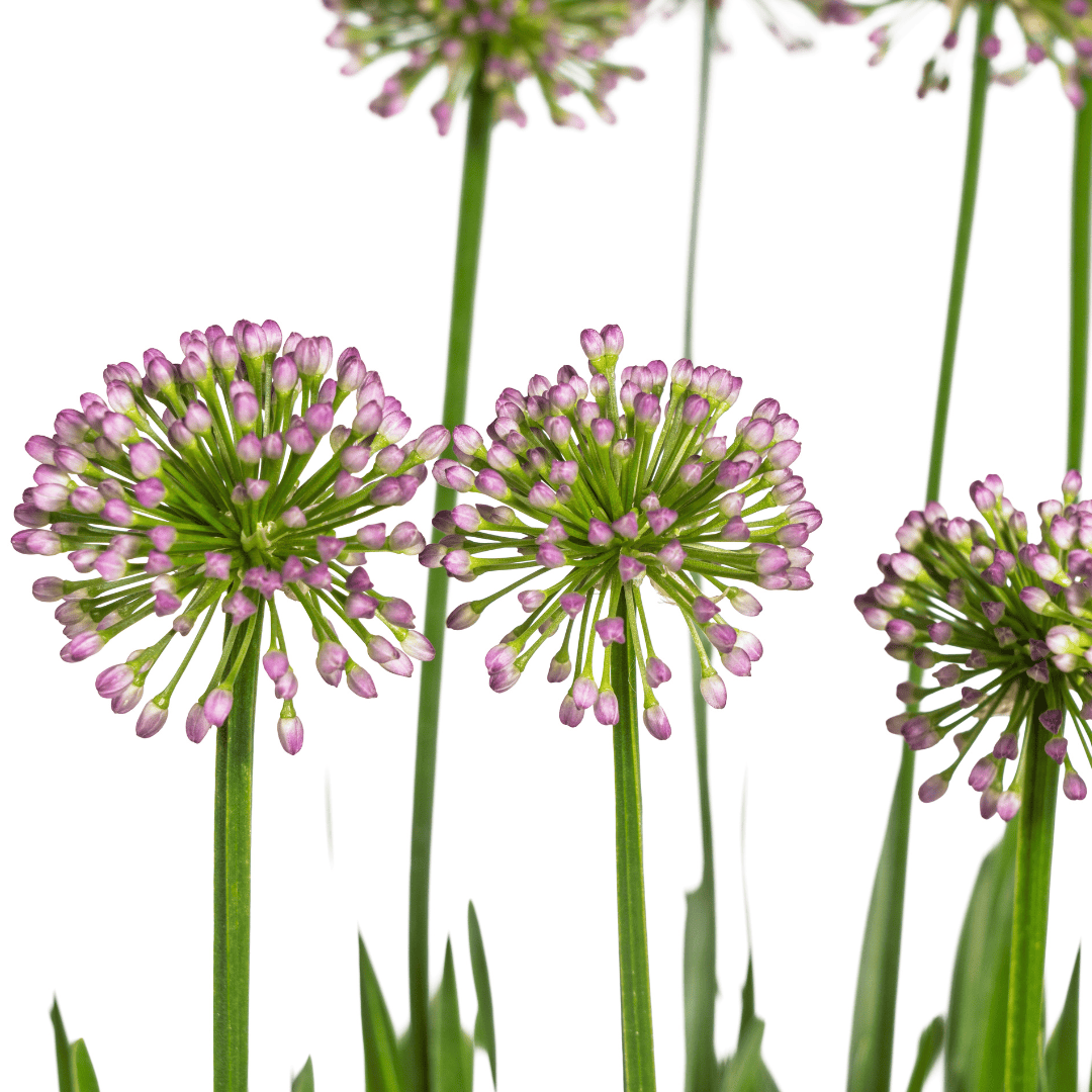 Allium senescens Millenium Ø19 cm - ↕60 cm - Botanic-Vibes