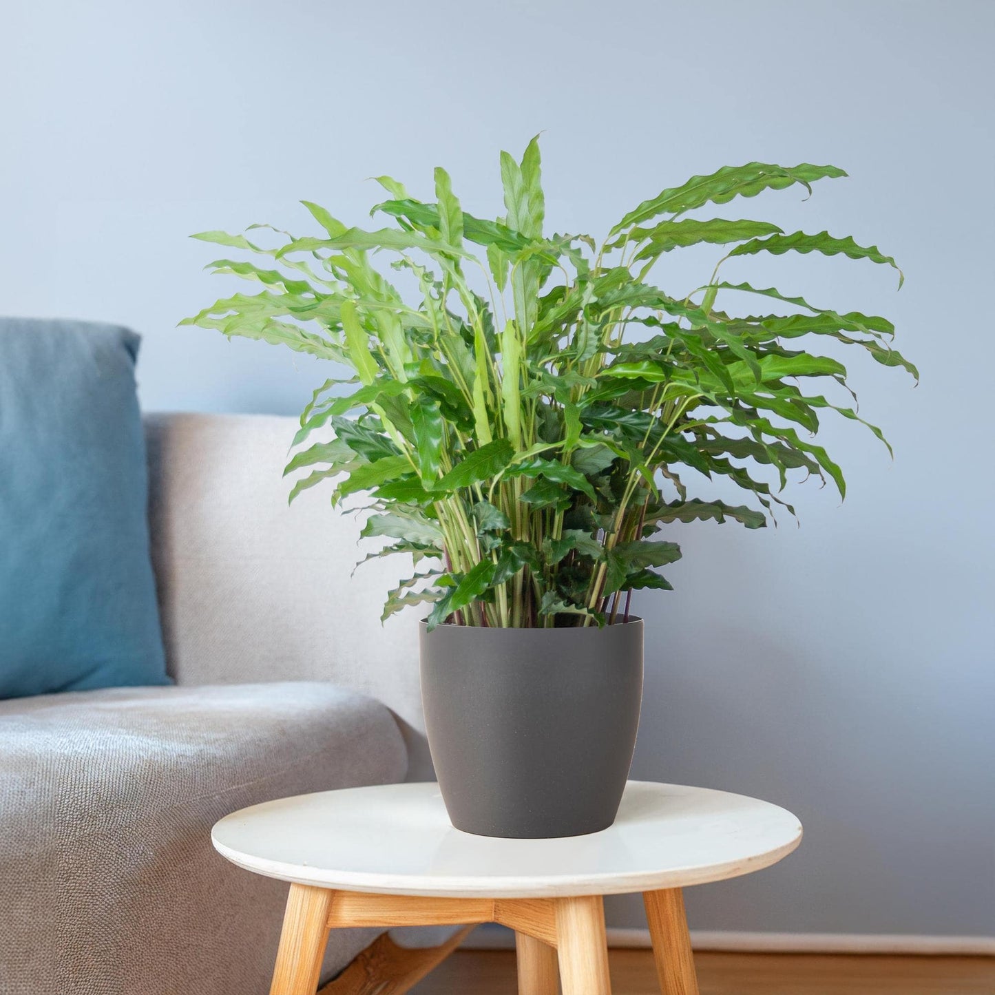 Calathea Rufibarba mit Viber Grau - 55cm - Ø17 - Botanic-Vibes