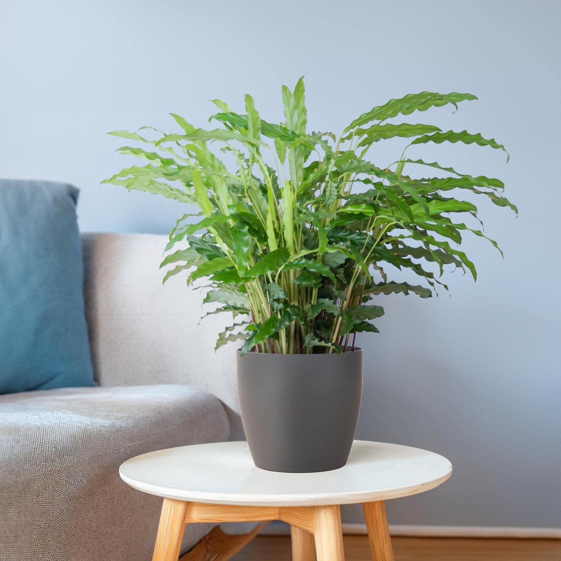 Calathea Rufibarba mit Viber Grau - 55cm - Ø17 - Botanic-Vibes