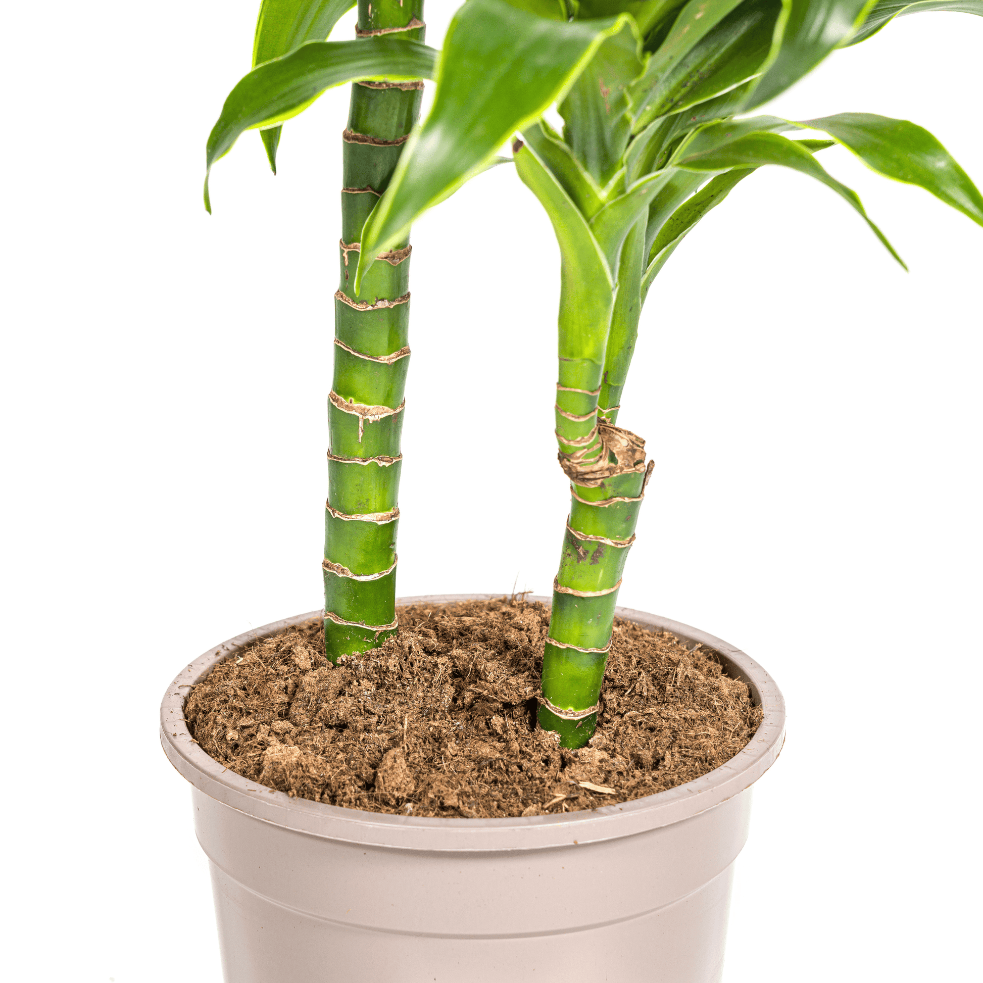 Dracaena Deremensis Dorado Ø19cm - ↕70 - 90cm - Botanic-Vibes