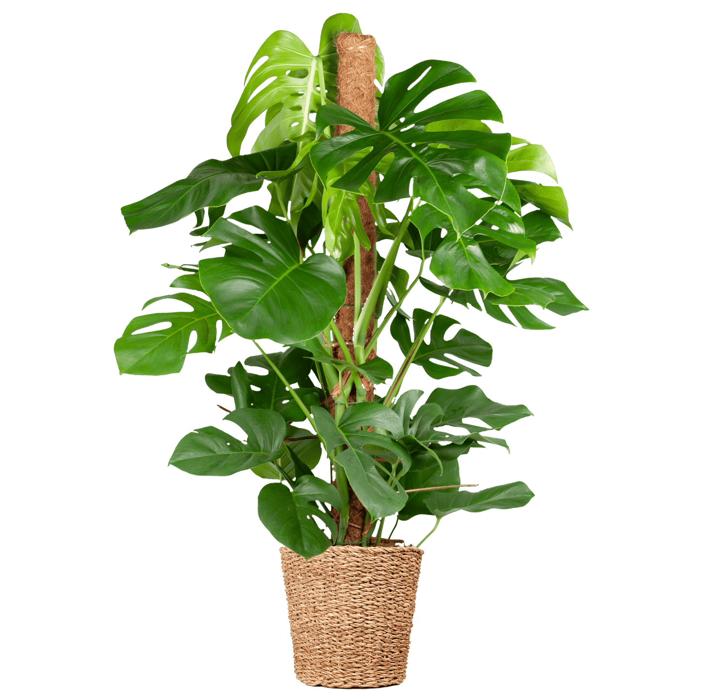 Monstera Deliciosa XL mit Torun-Korb – 120 cm – Ø24 - Botanic-Vibes