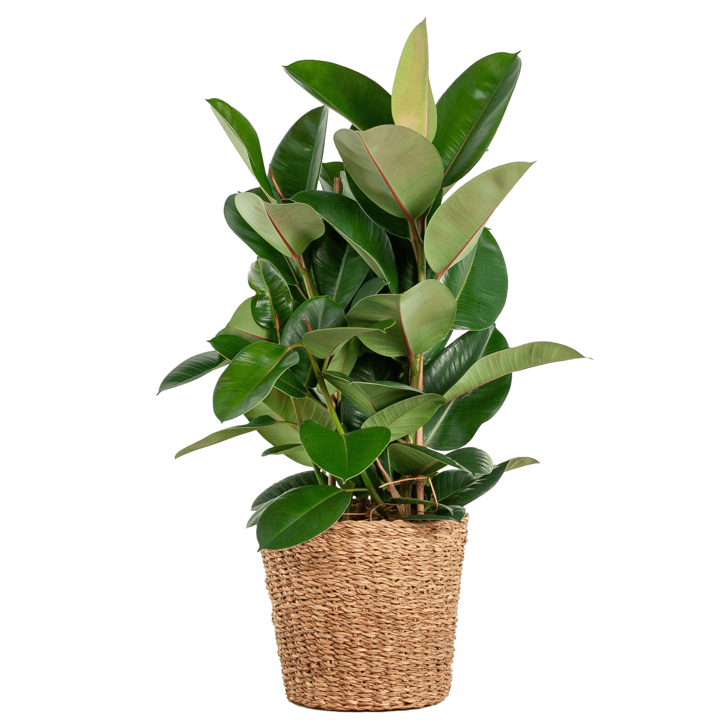 Ficus Elastica Robusta XL mit Korb Torun - 90cm - Ø27 - Botanic-Vibes