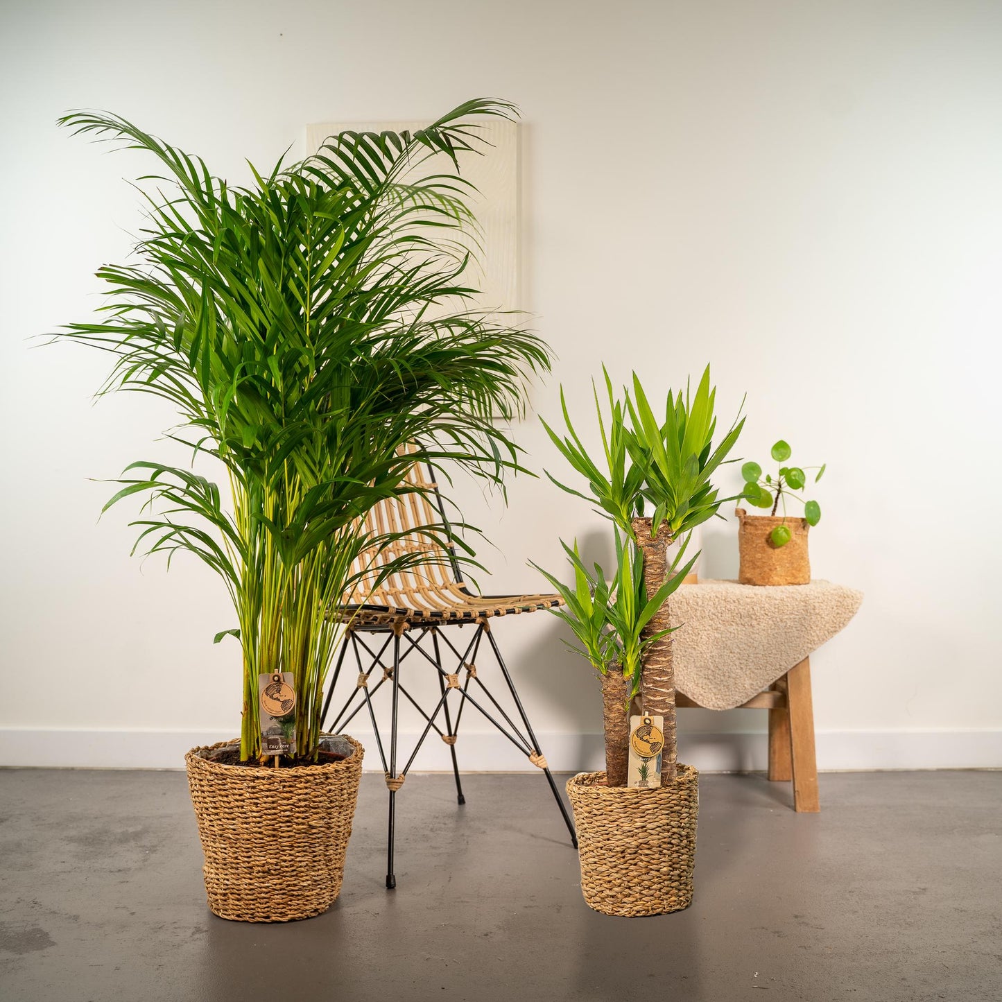 Areca – 130 cm – Ø24 + Yucca – 100 cm – Ø21