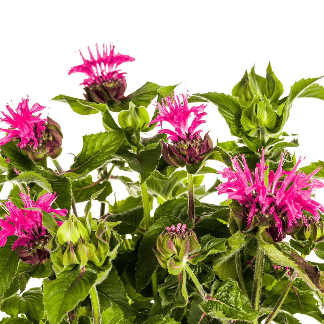 Monarda Didyma Pink Ø19cm - ↕45 - 60cm - Botanic-Vibes