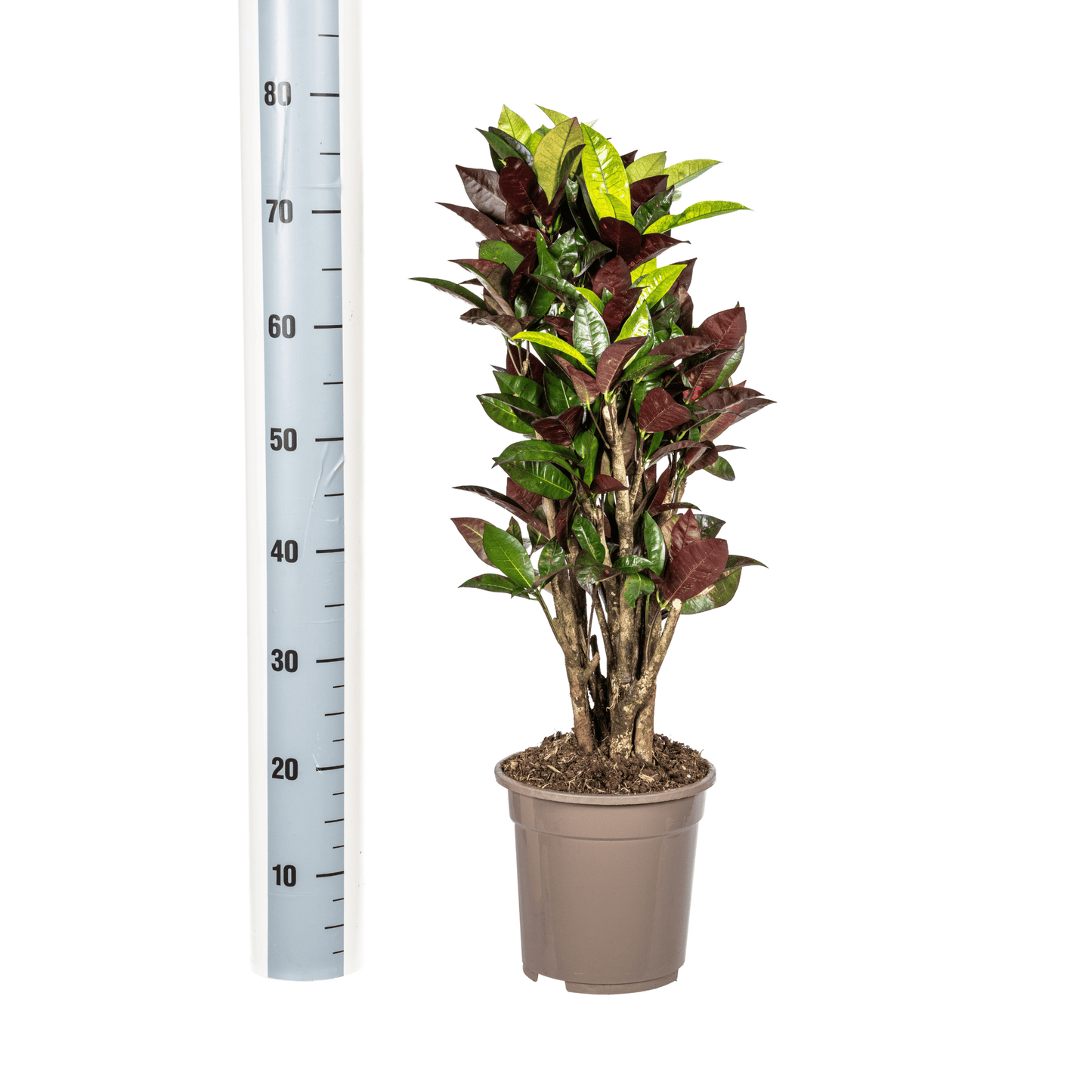 Codiaeum 'Croton' Iceton Ø21cm - ↕60 - 80cm - Botanic-Vibes