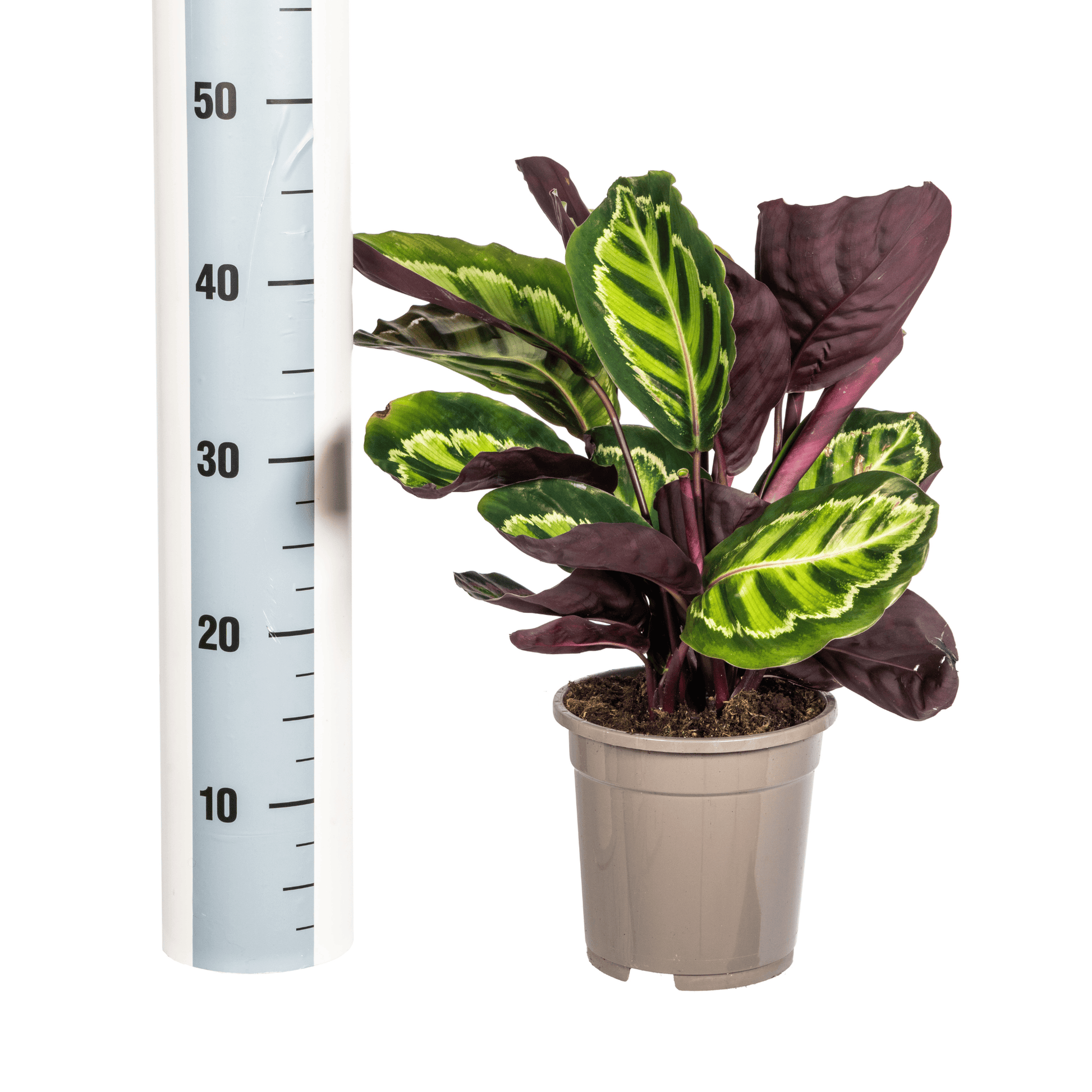Calathea Roseopicta Ø17cm - ↕40 - 50cm - Botanic-Vibes