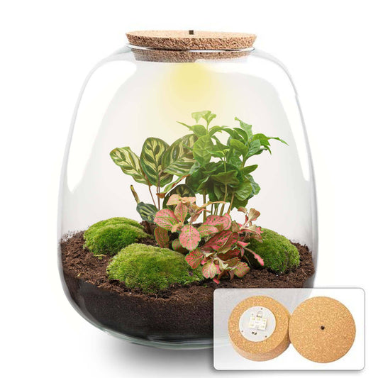 Plant terrarium - Emma - DIY kit - ↑ 25 cm - Ø 23 cm - Coffea Red + LED - Botanic-Vibes